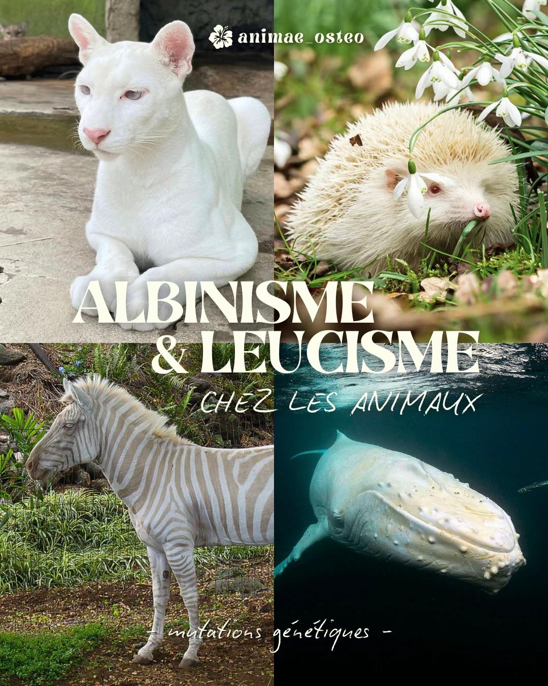 @Animae Ostéo