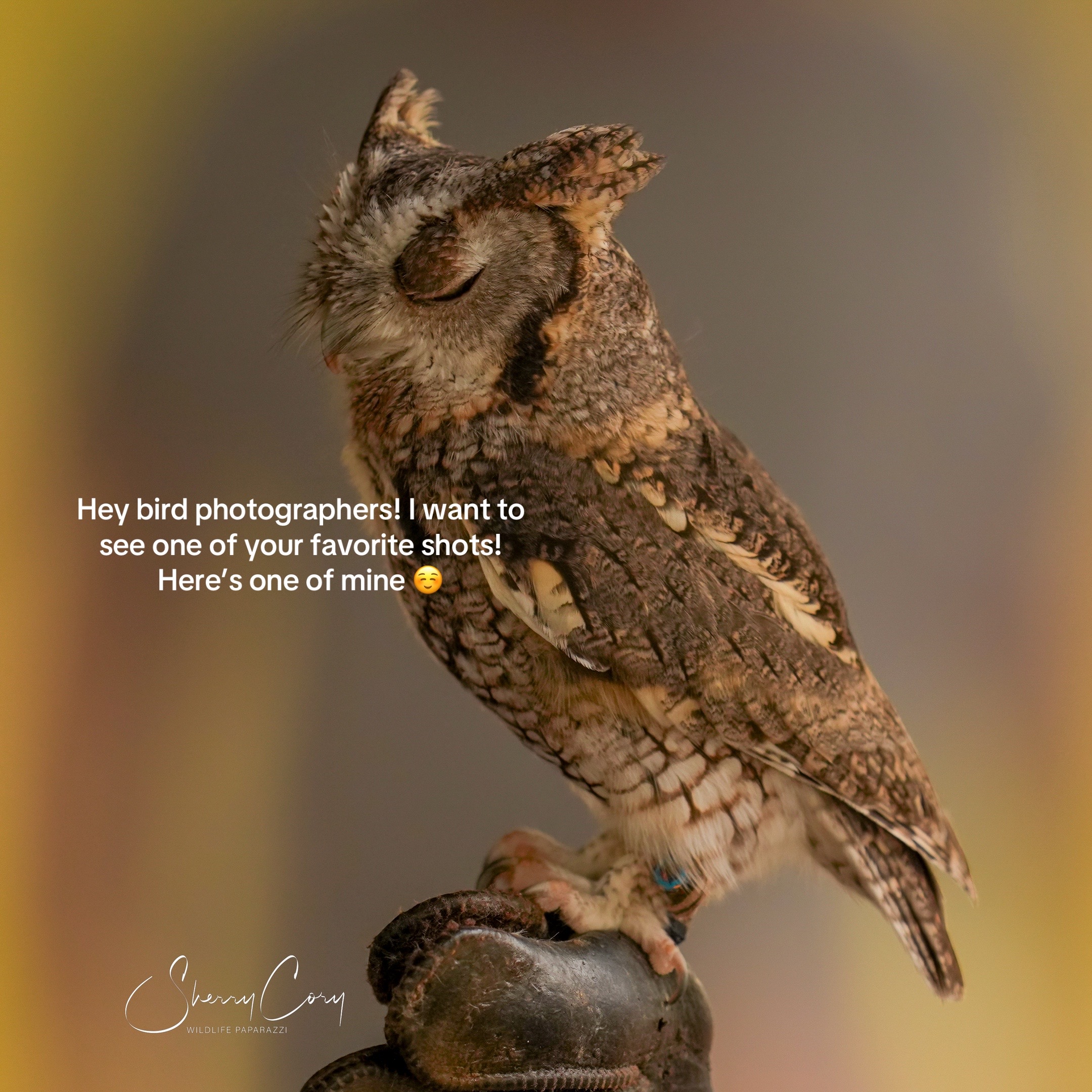 @❌Sherry “Wildlife Paparazzi”❌