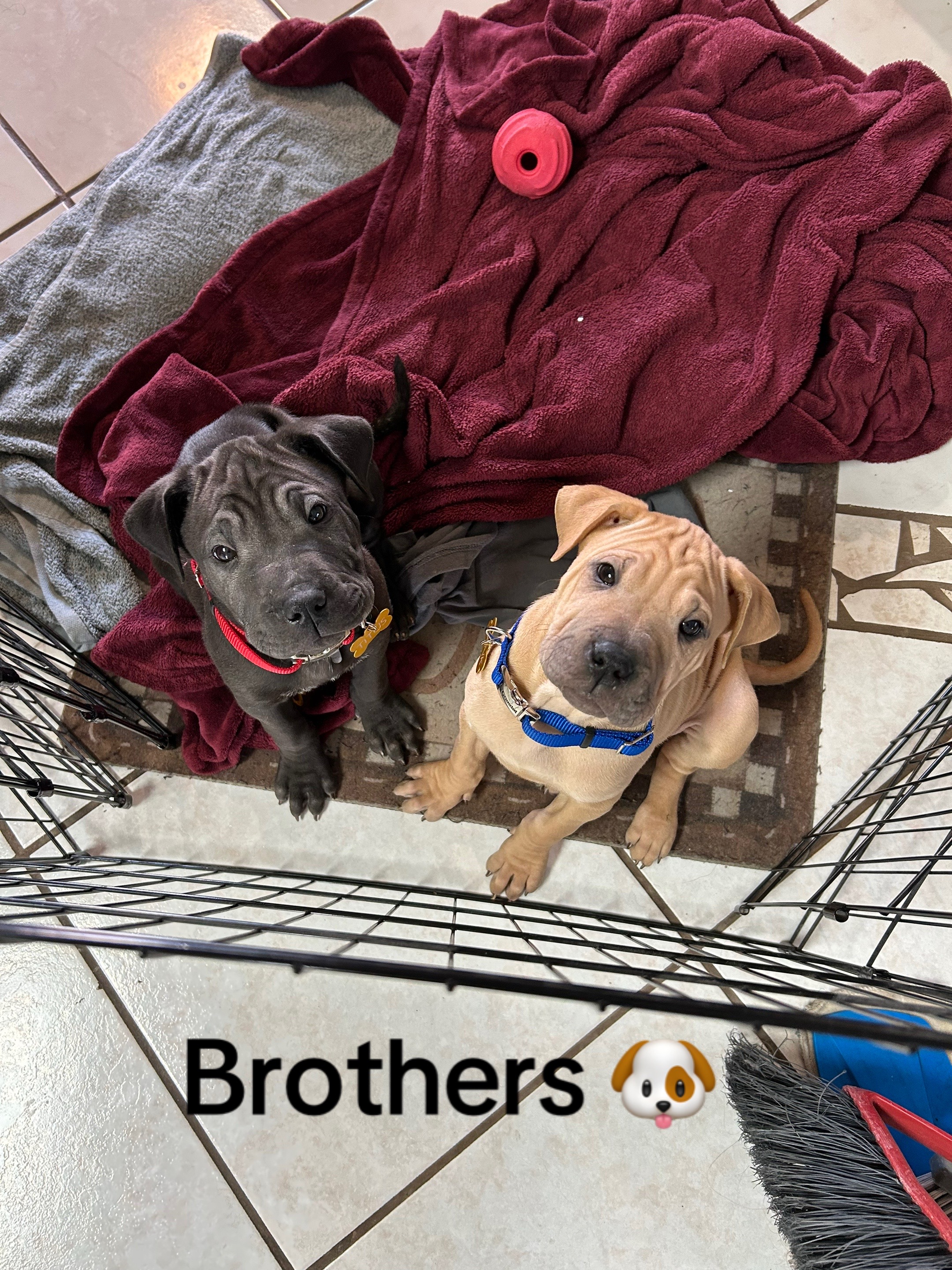 @Bean Bag Boys 🐾🦴