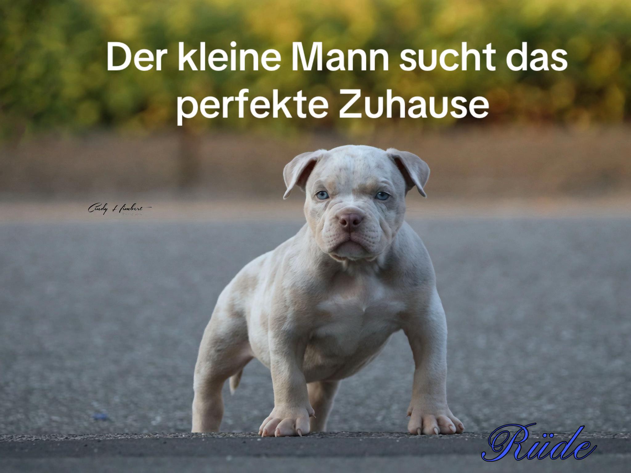 @big_muscle_bullys