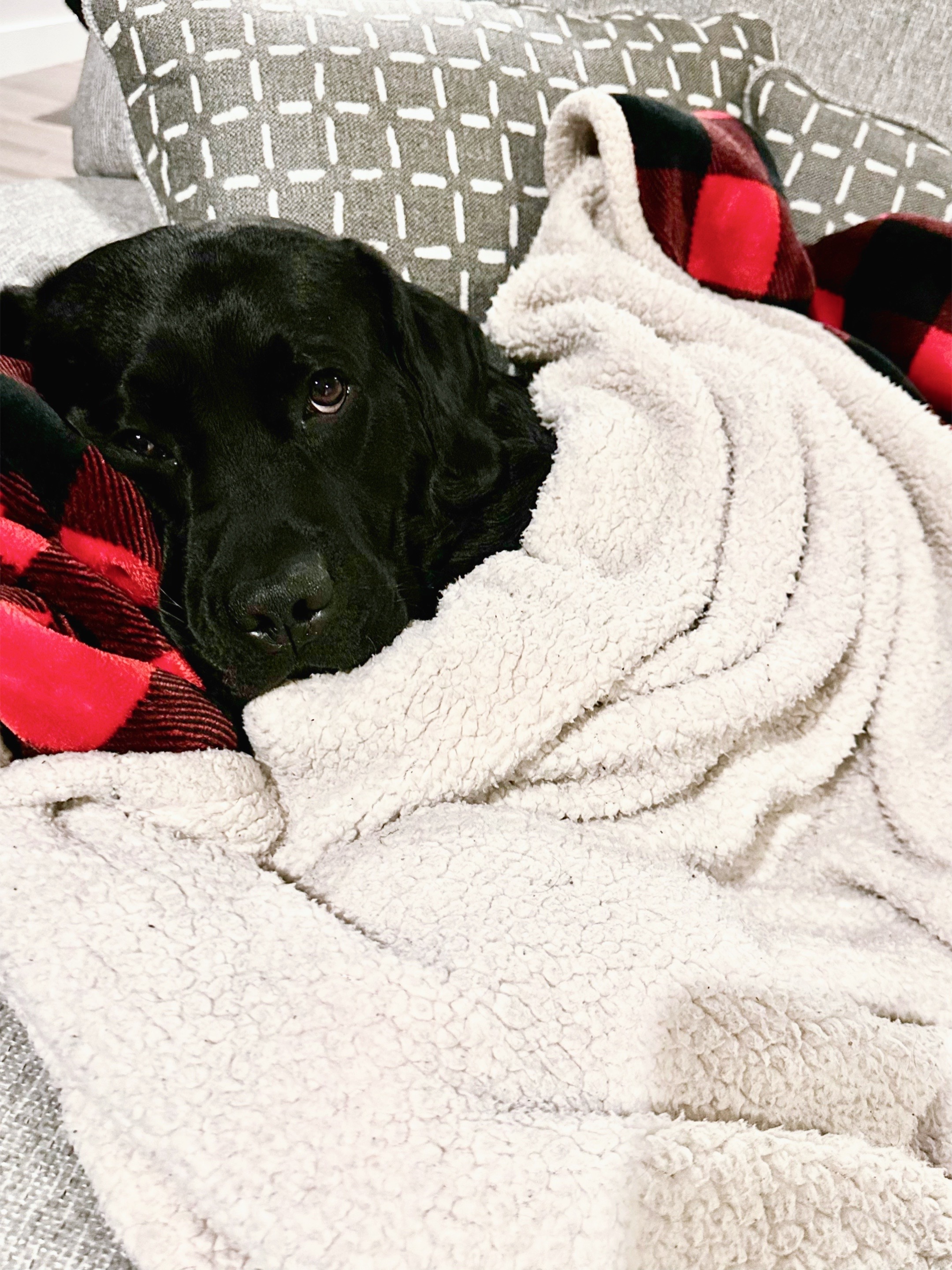 @Gunner the Good Boy Black Lab