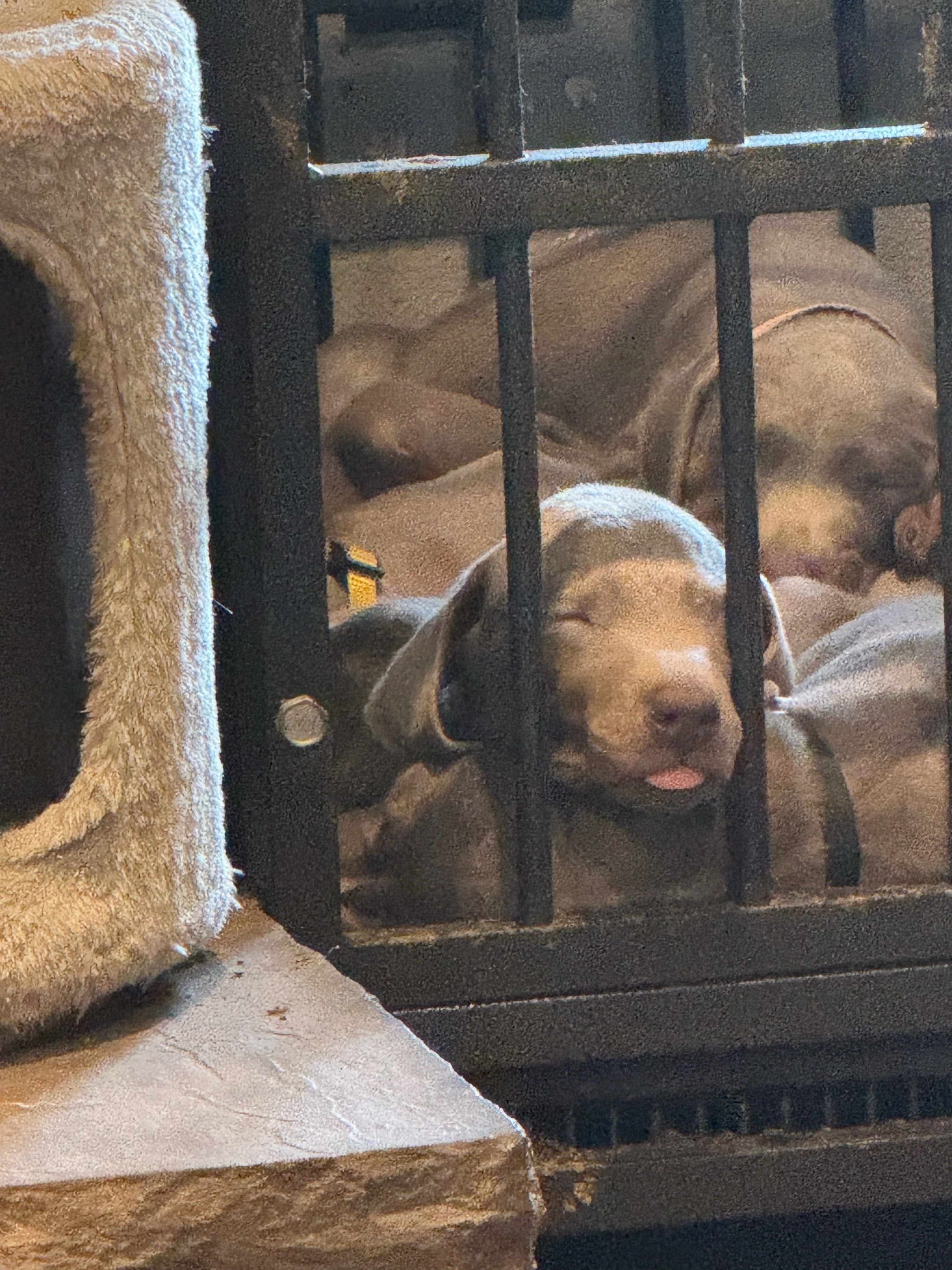 @Turnbull Dobermans