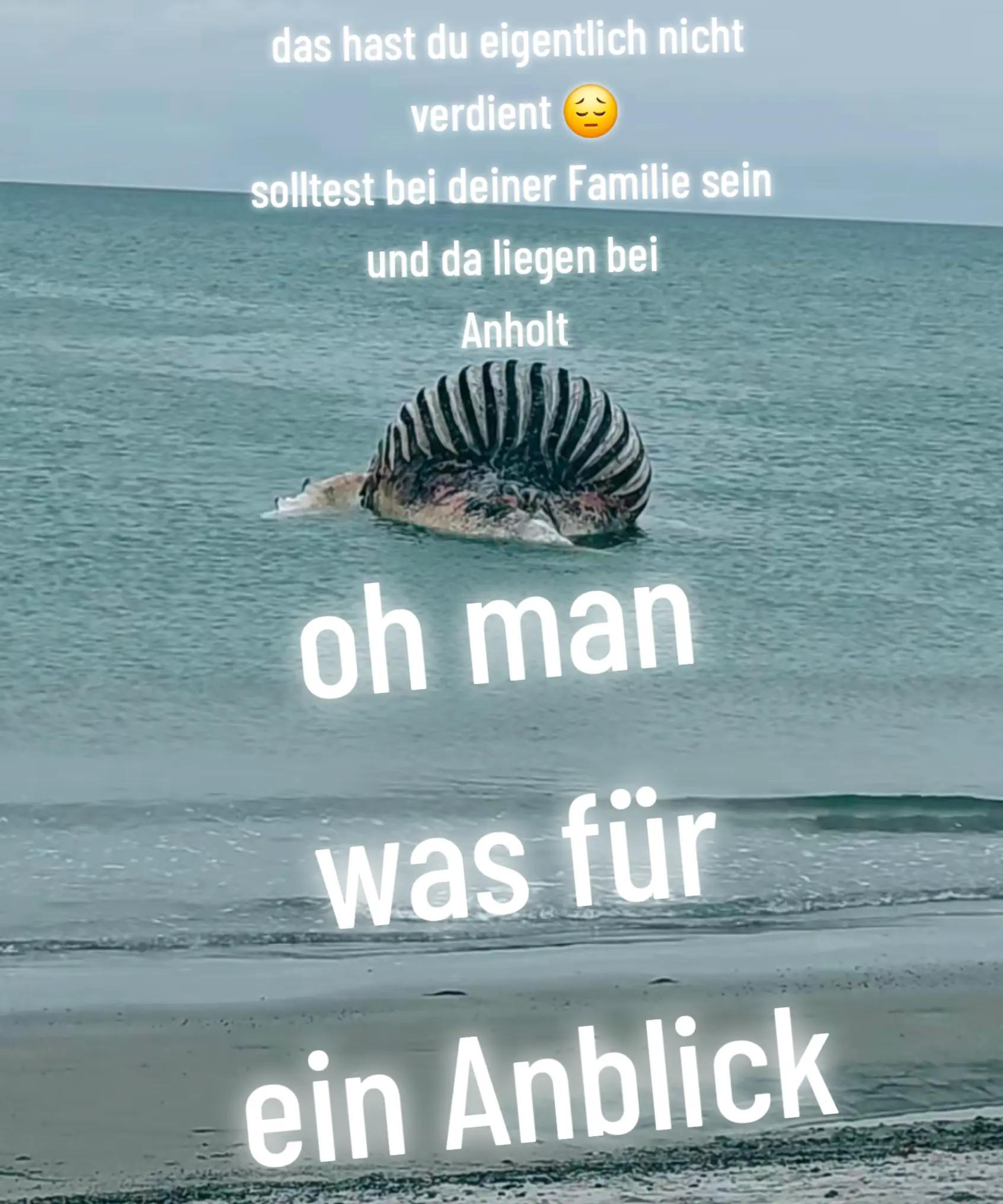 @✌𝓗𝓸𝓷𝓮𝔂 ~𝓢𝓬𝓱𝓷𝓪𝓽𝓽𝔂✌