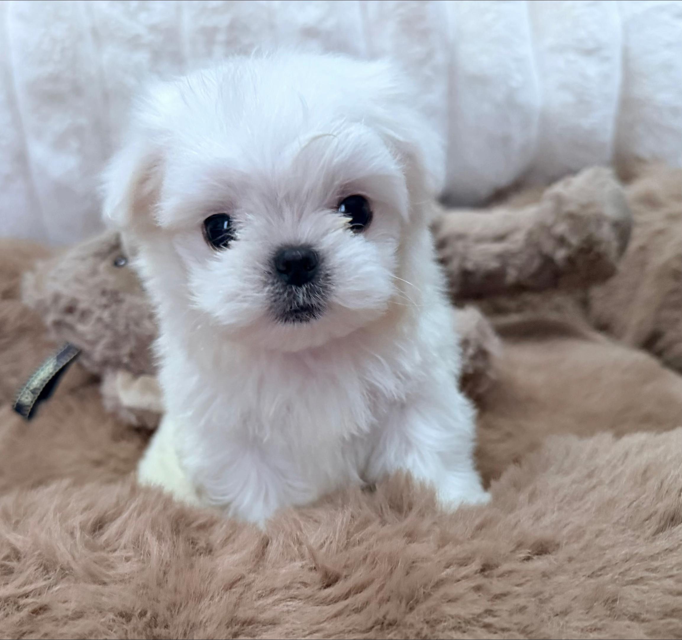 @Bambelina Maltese