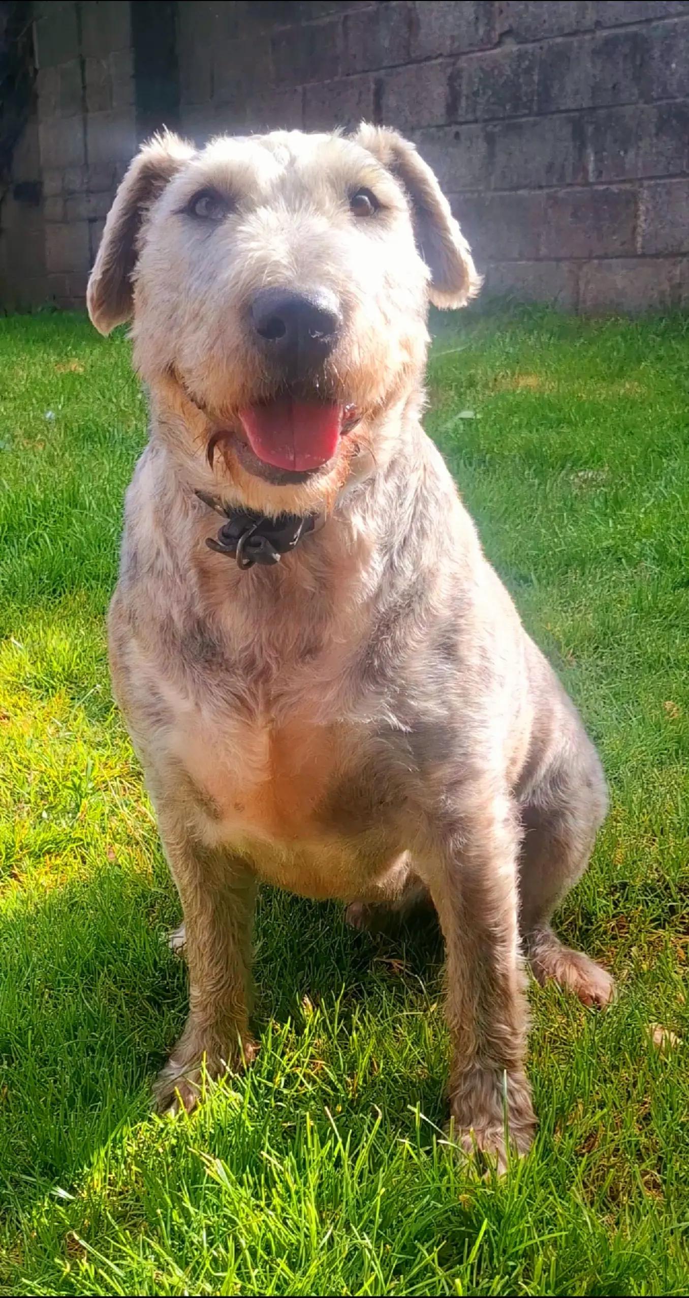 @TOBY THE WHEATEN BULL TERRIER