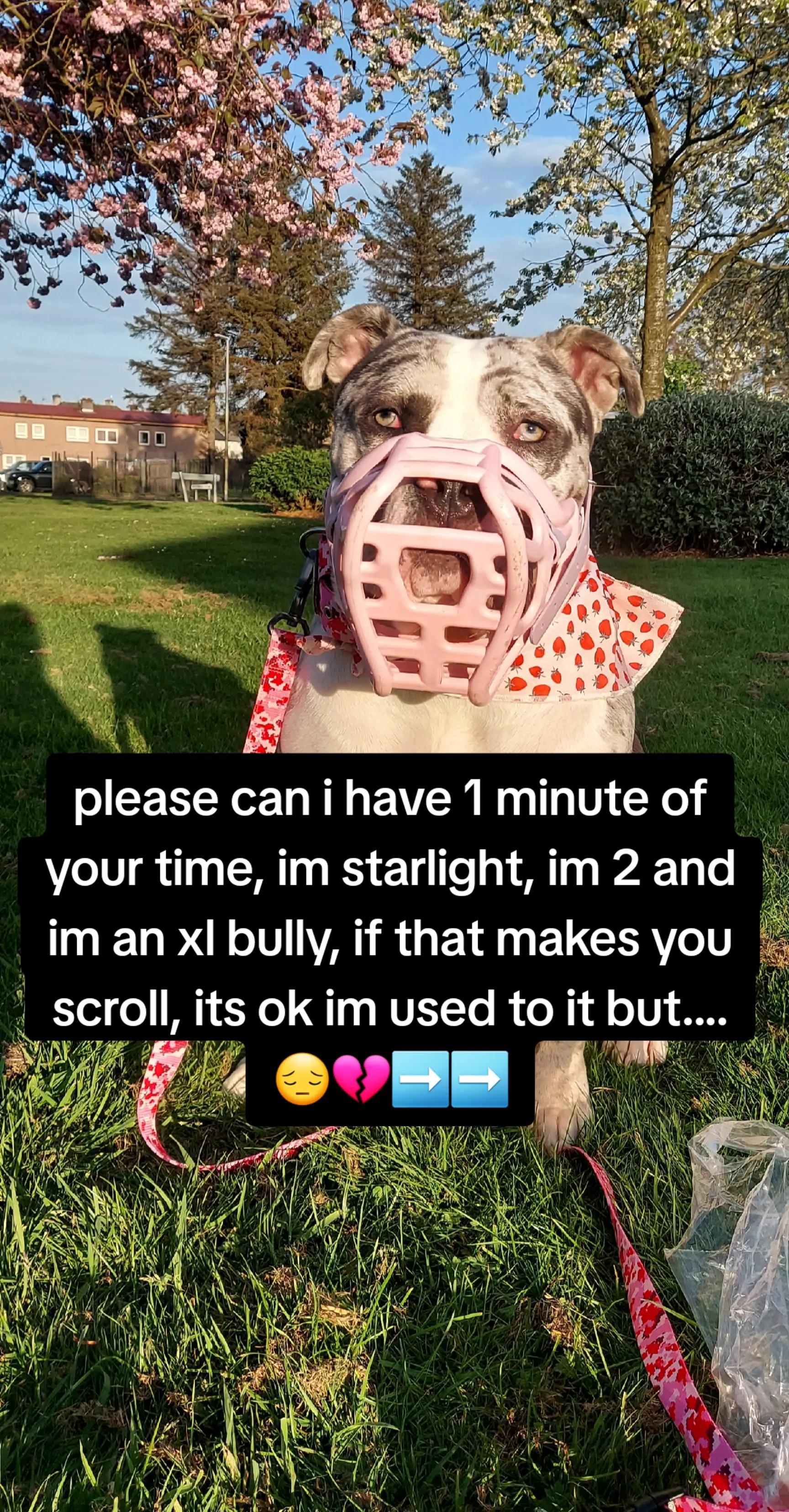 @kirsty+starlight the xl bully