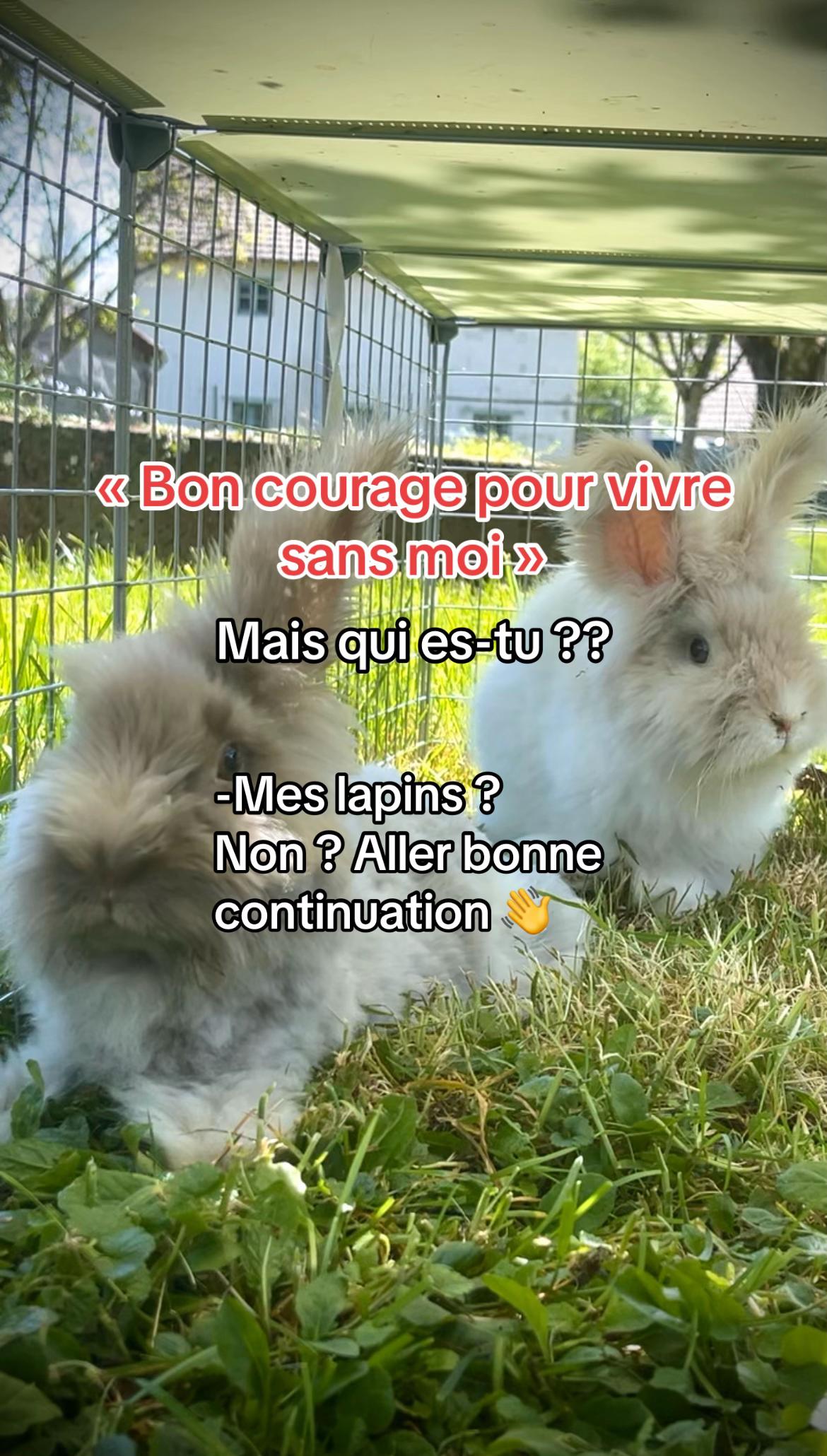 @Mes lapinouchs 🐰🐹