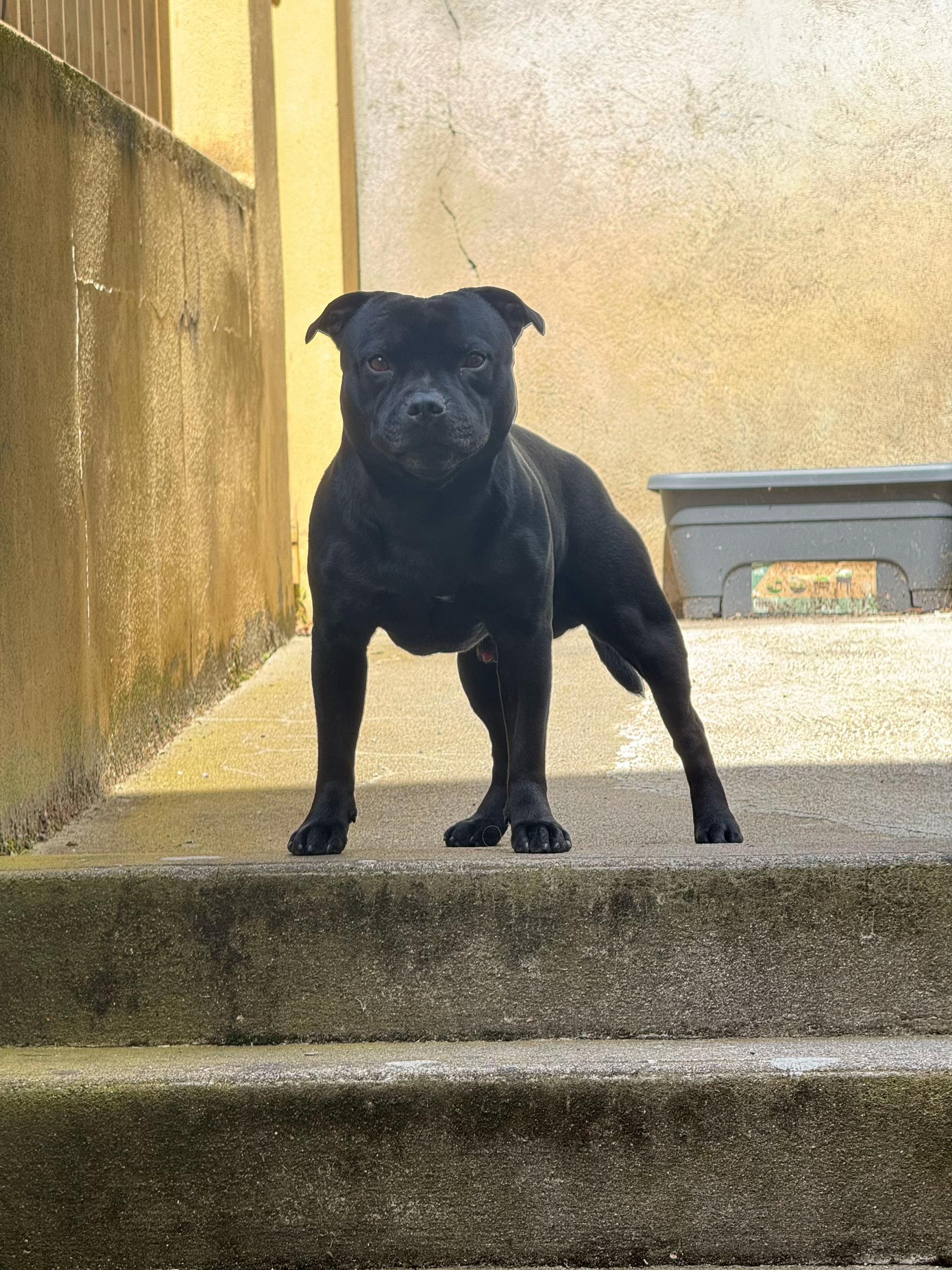 @staffie.young.tao