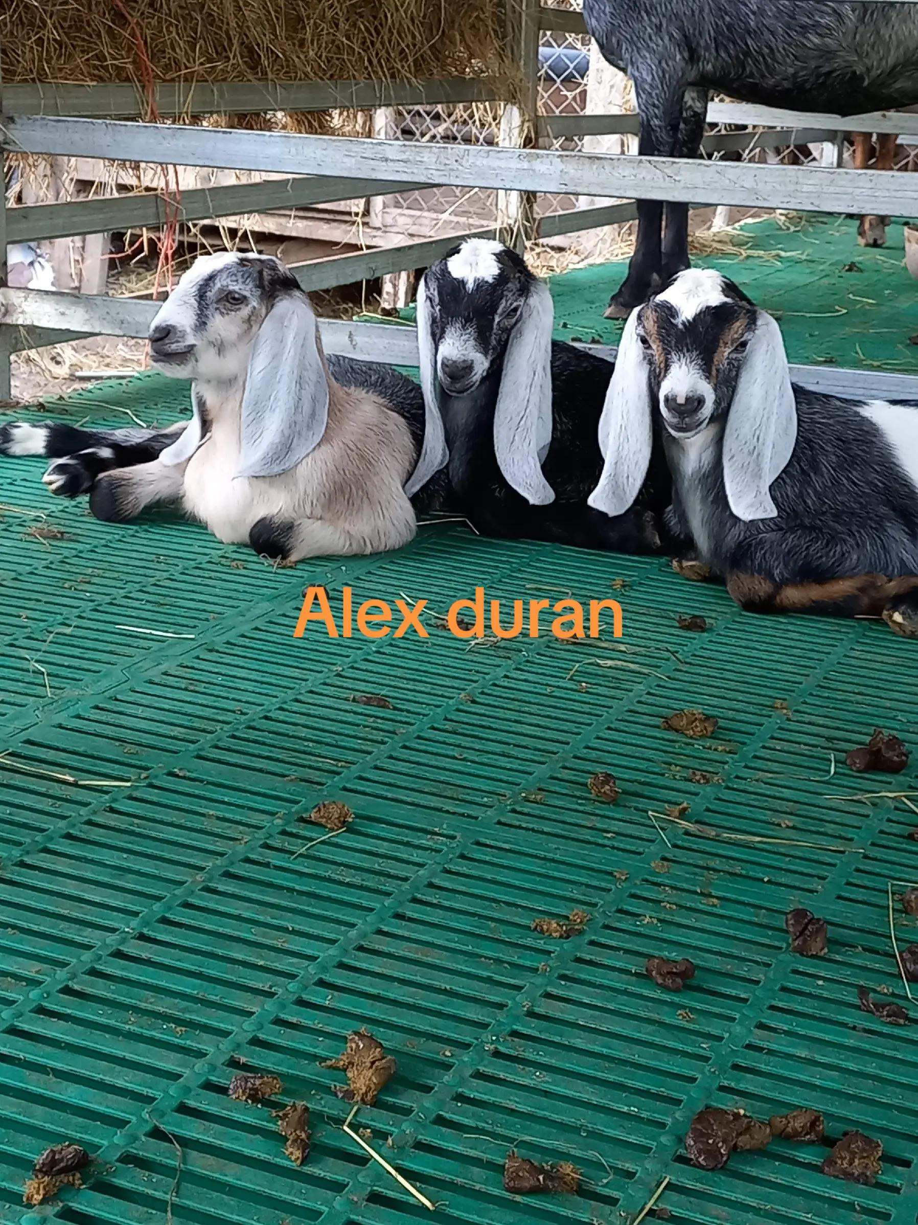 @alexduran7558