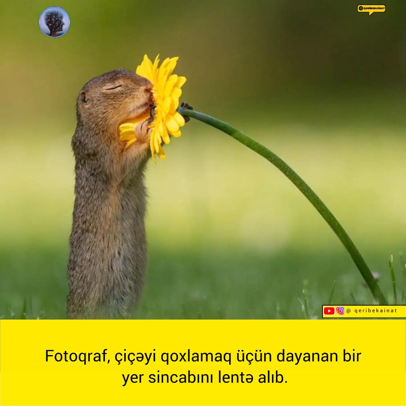 @qeribekainat