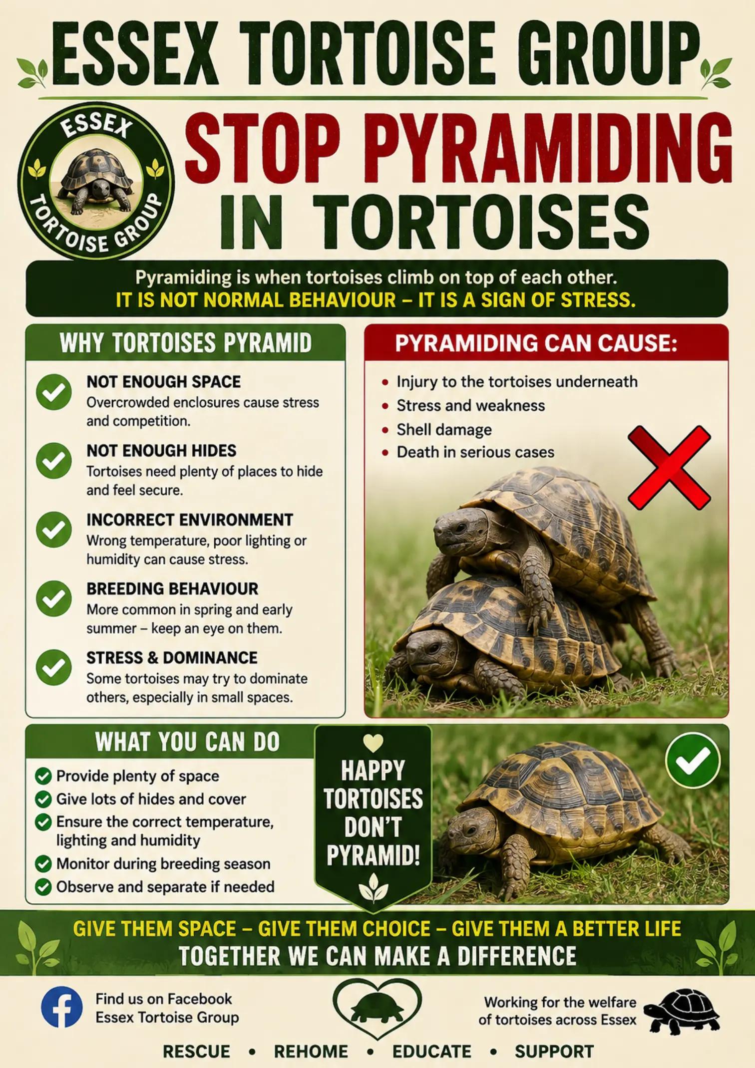 @essex tortoise group