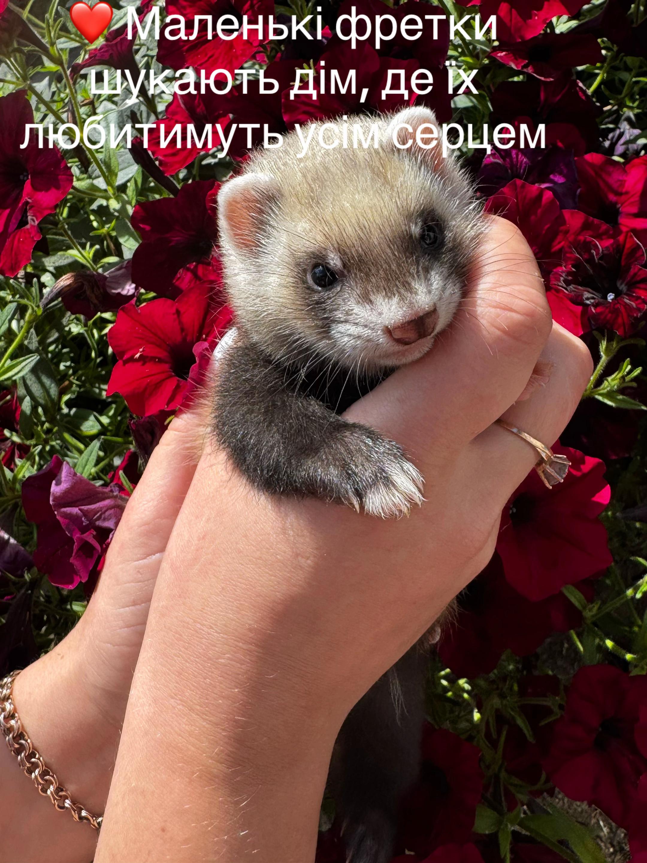 @🦦 Хорьки Київ 🇺🇦