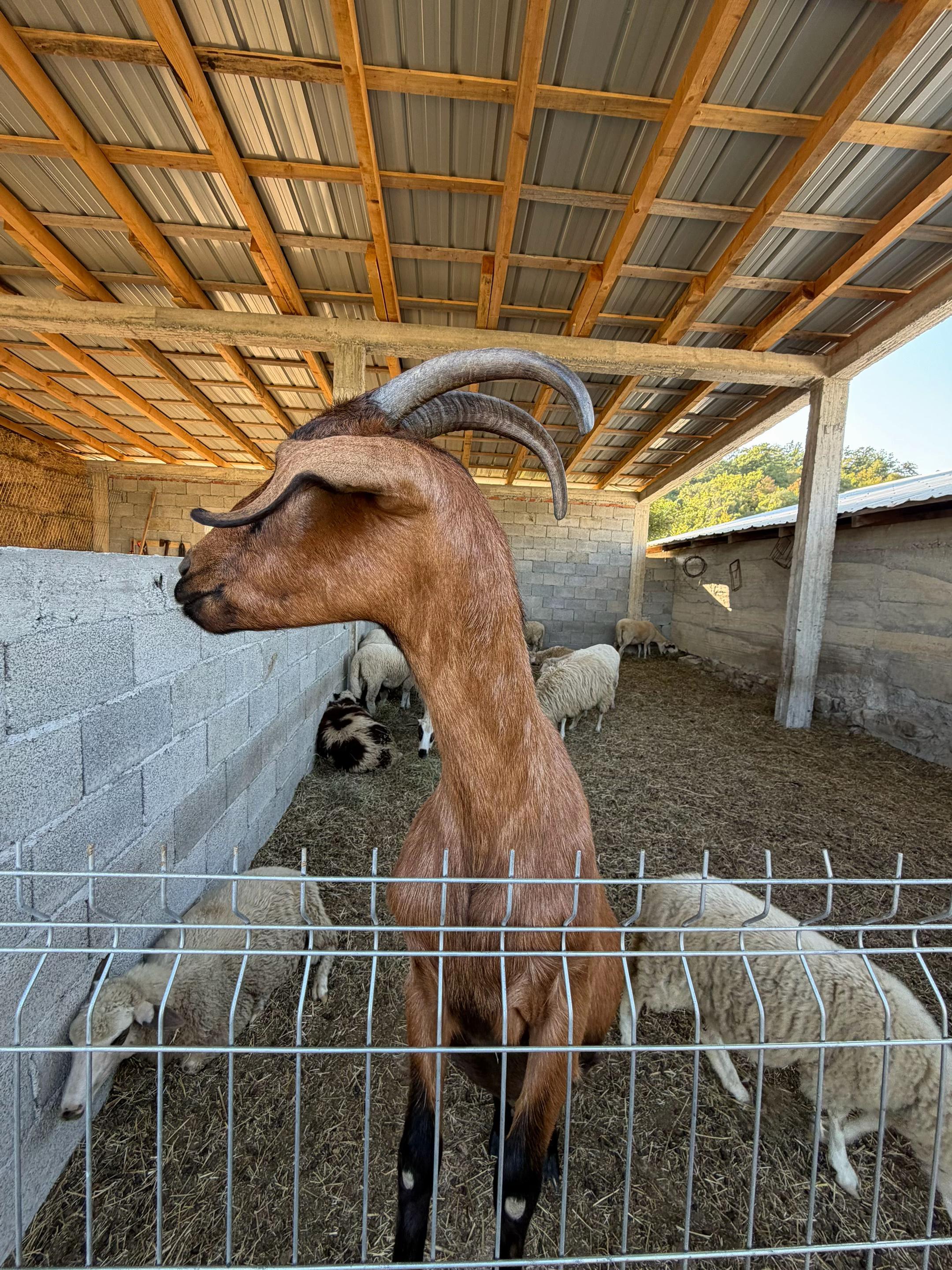 @GurishtaFarm