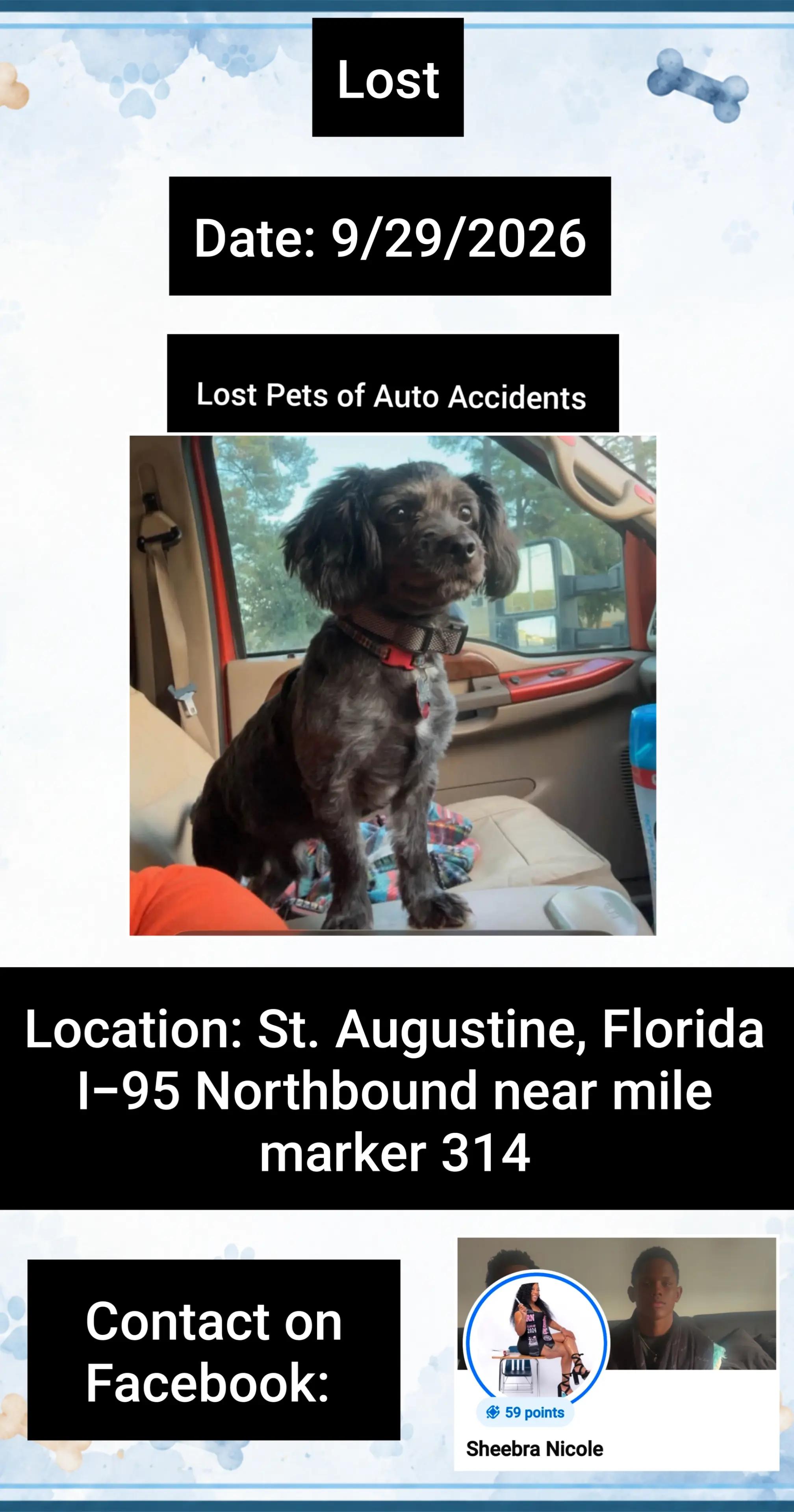 @Lost Pets of Auto Accidents