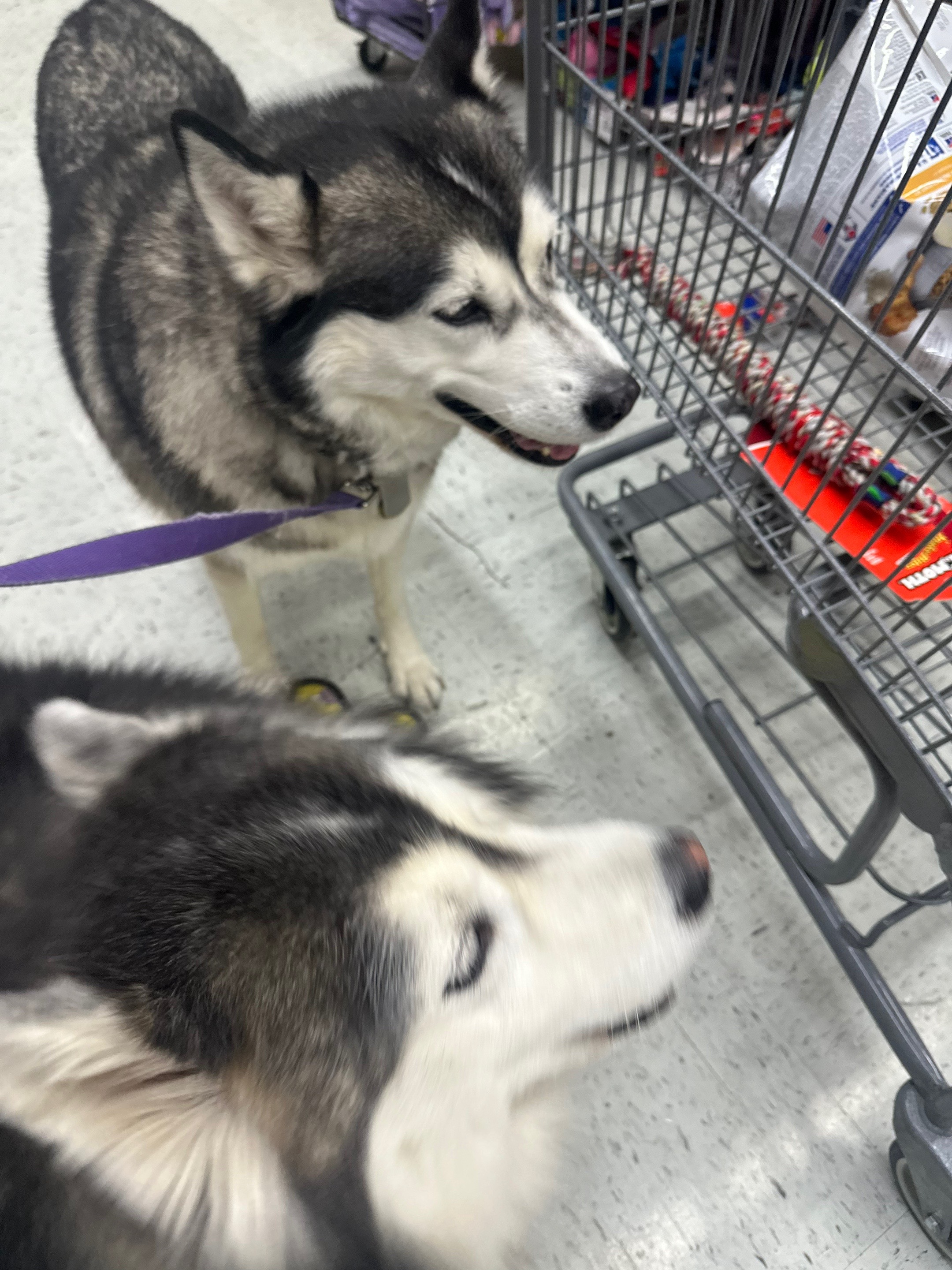 @Shasta & Aspen - Husky Sisters