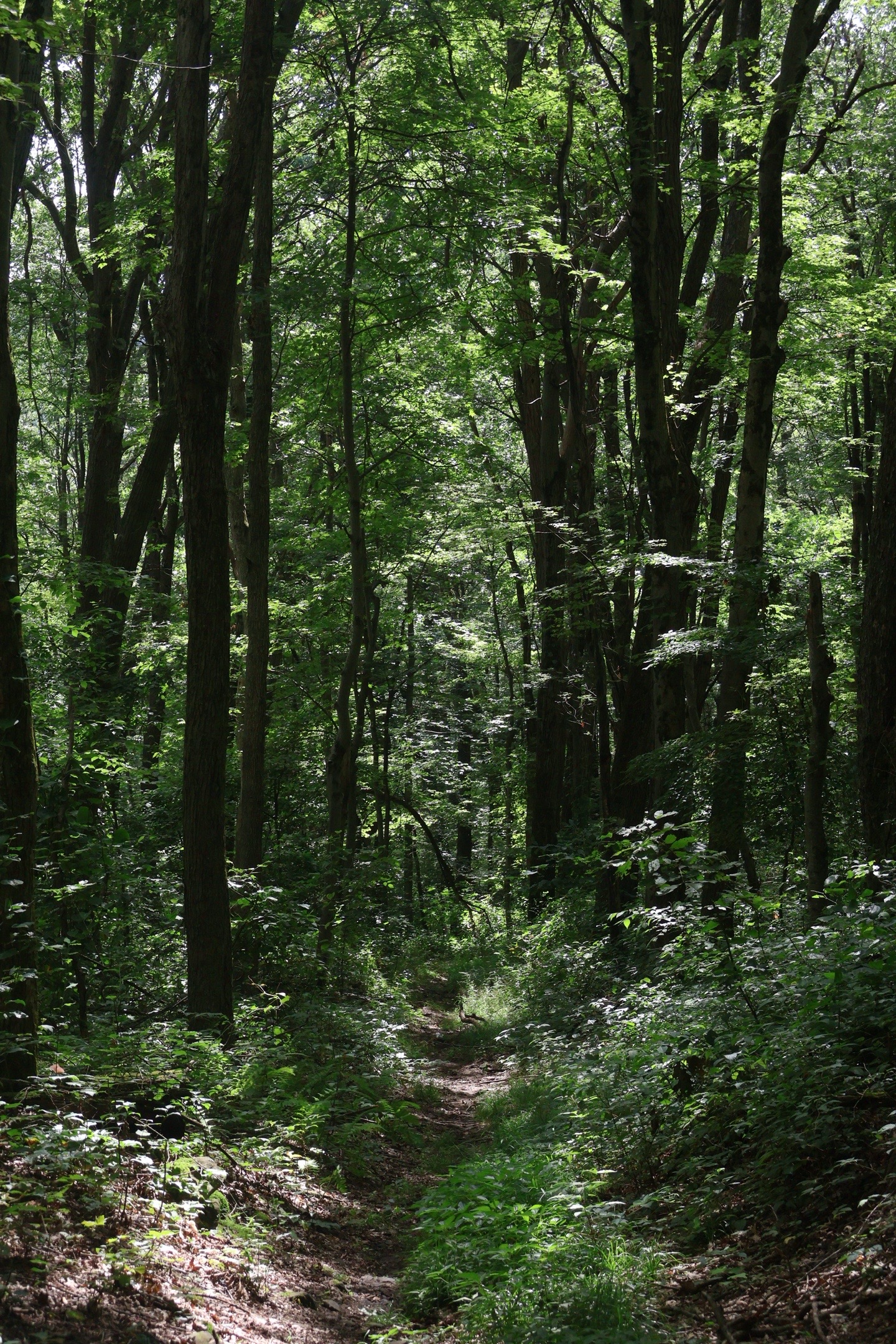 @Backyard Appalachia
