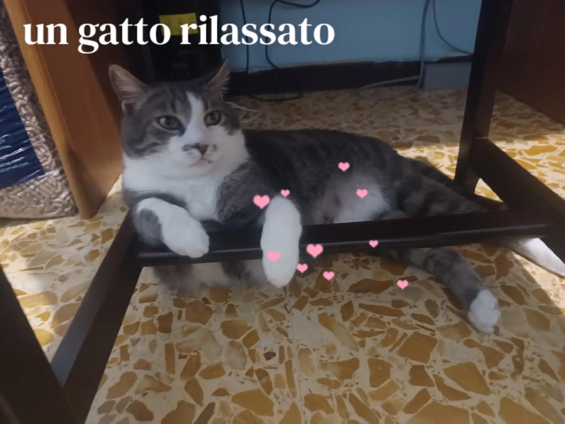 @amica dei gatti