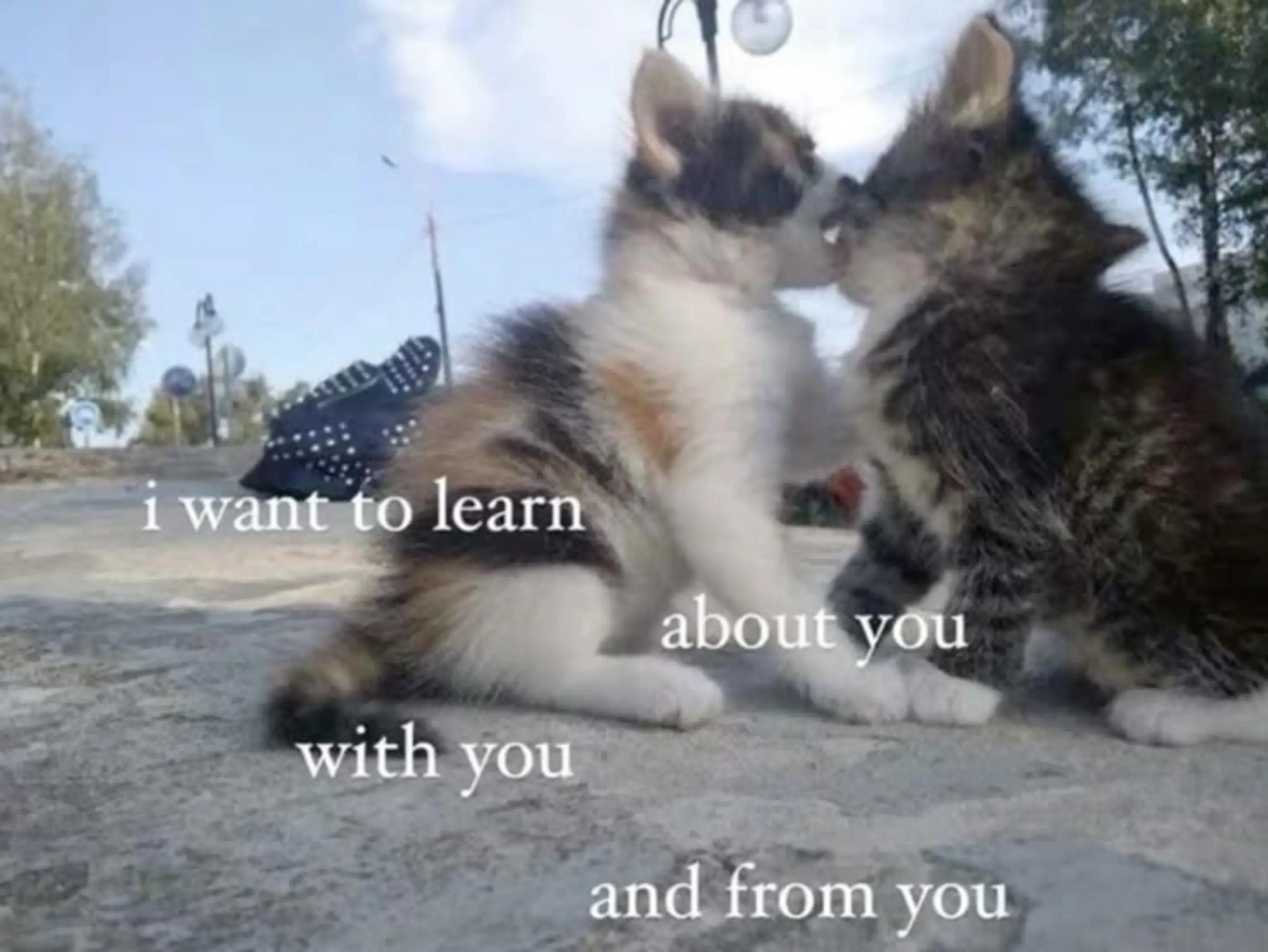 @Cassie Catnip