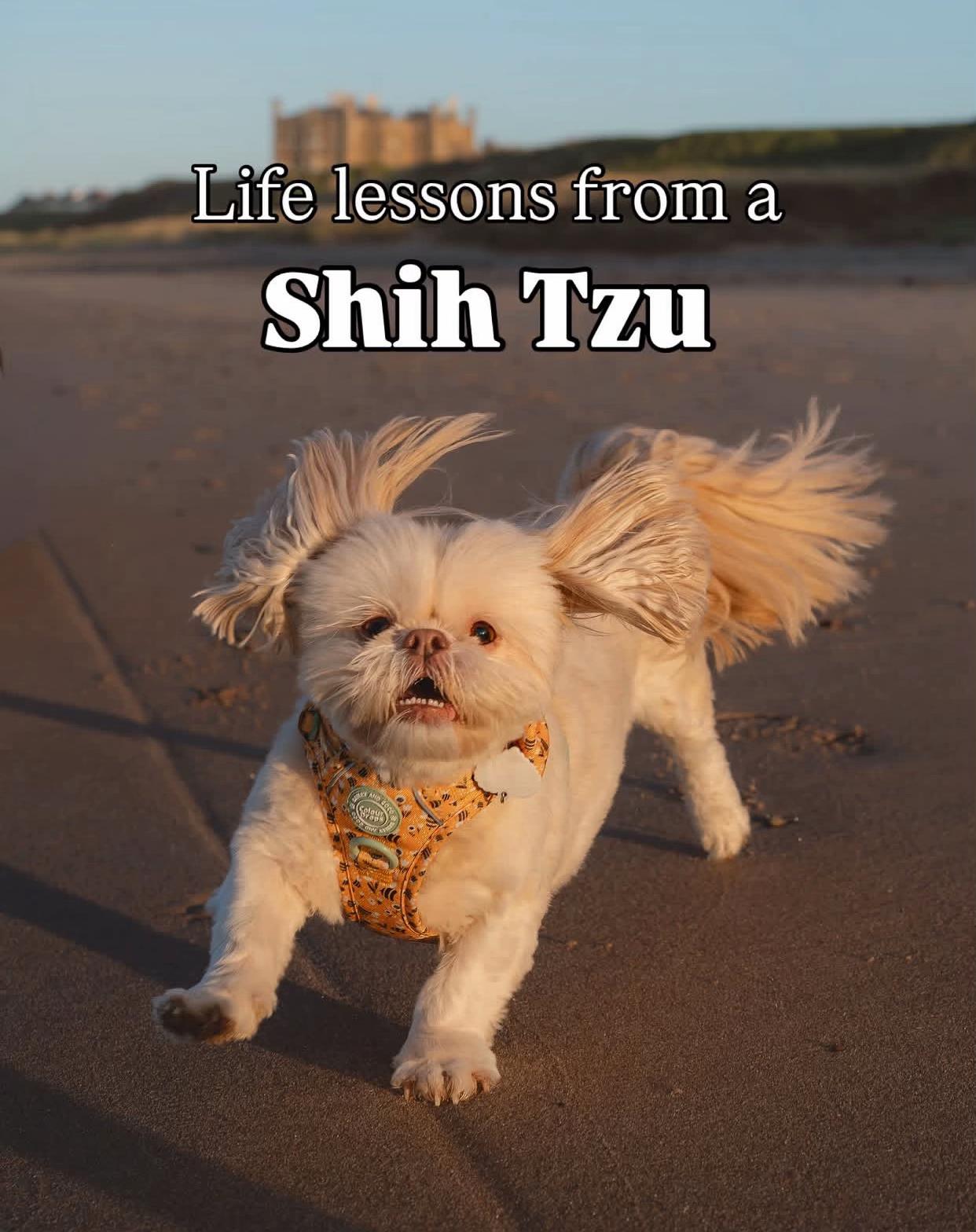 @Teacup Shih Tzu Puppies