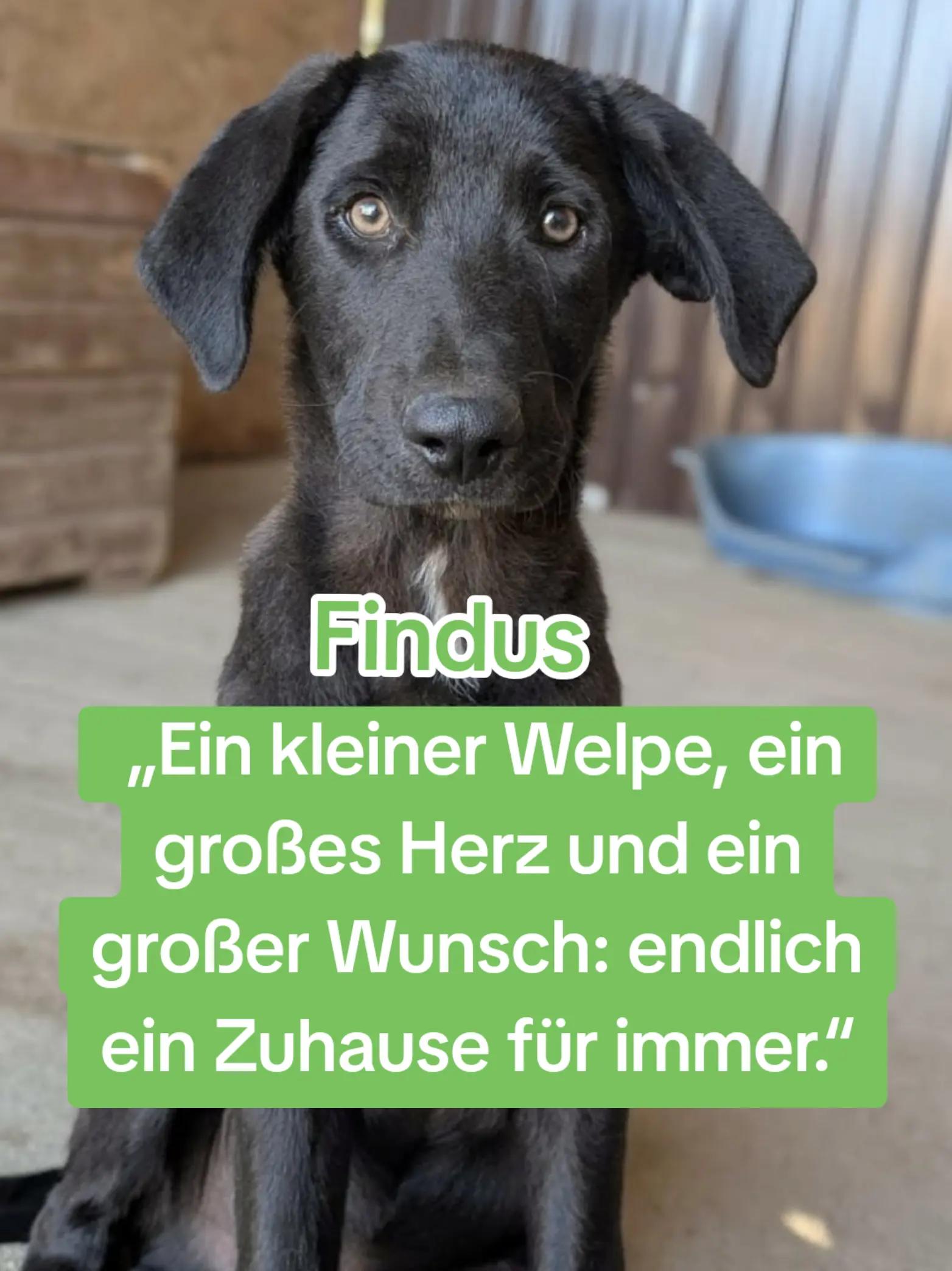 @Glücksfellchen Tierhilfe e.V.