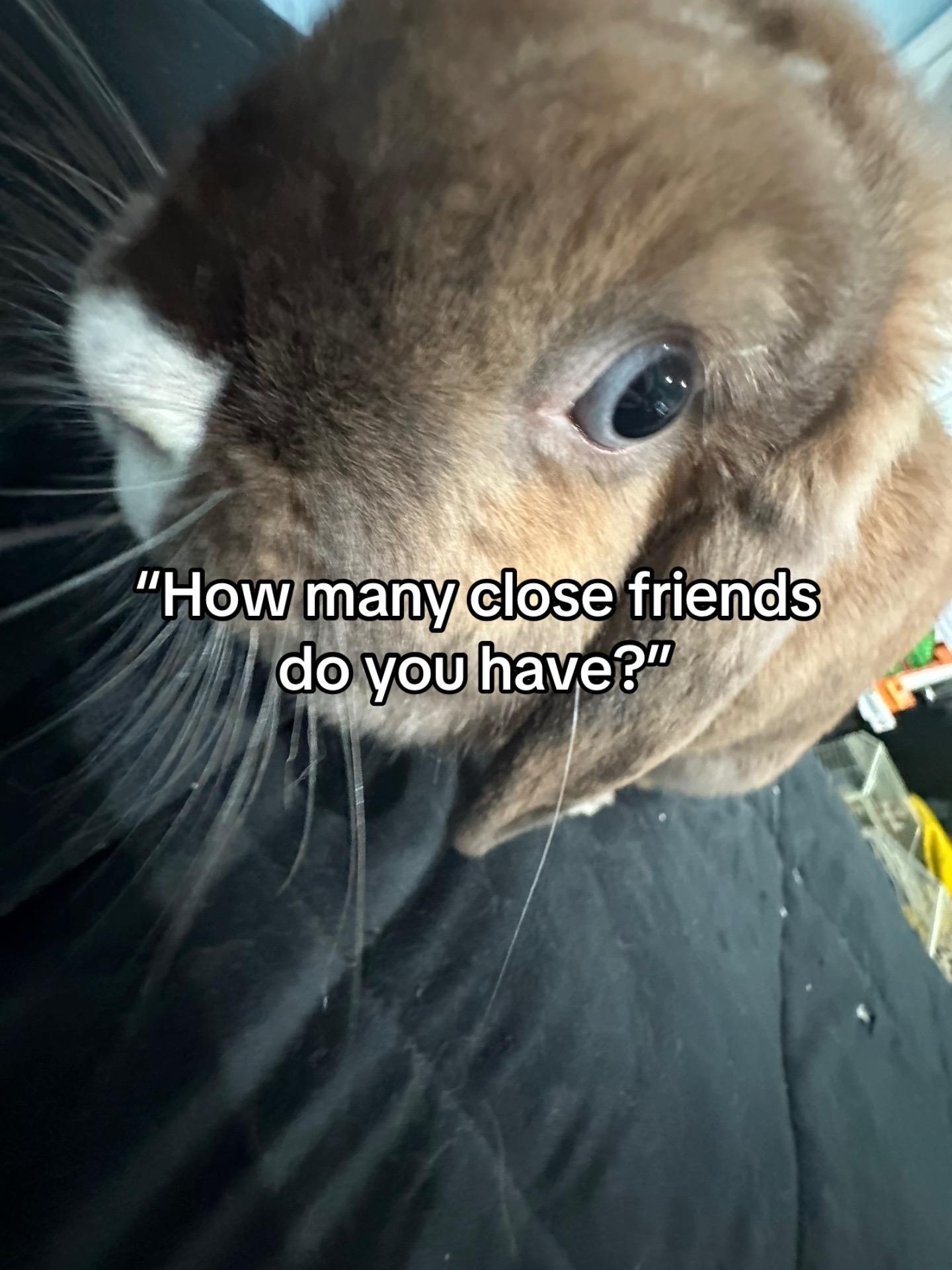 @honeythebunny24