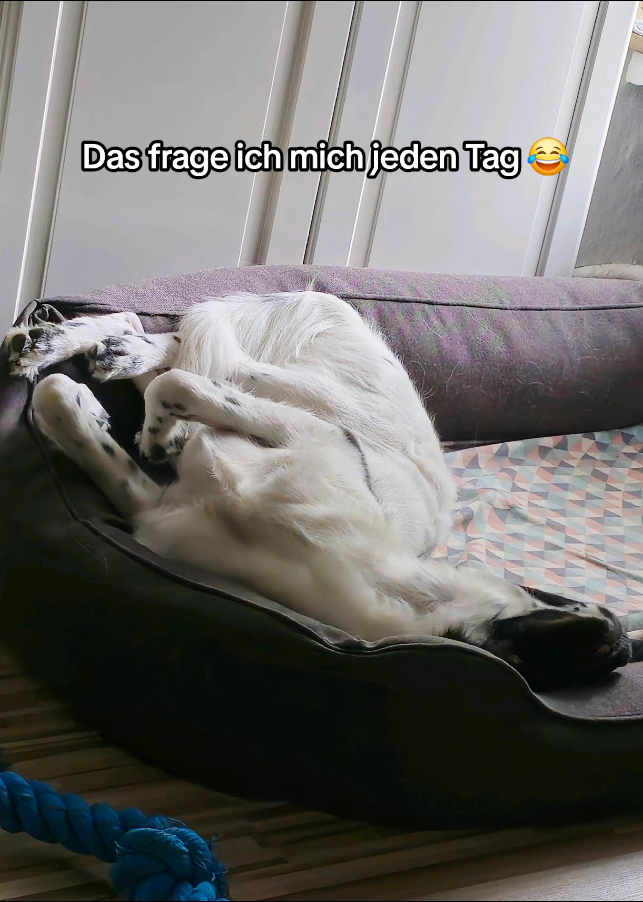 @Dani