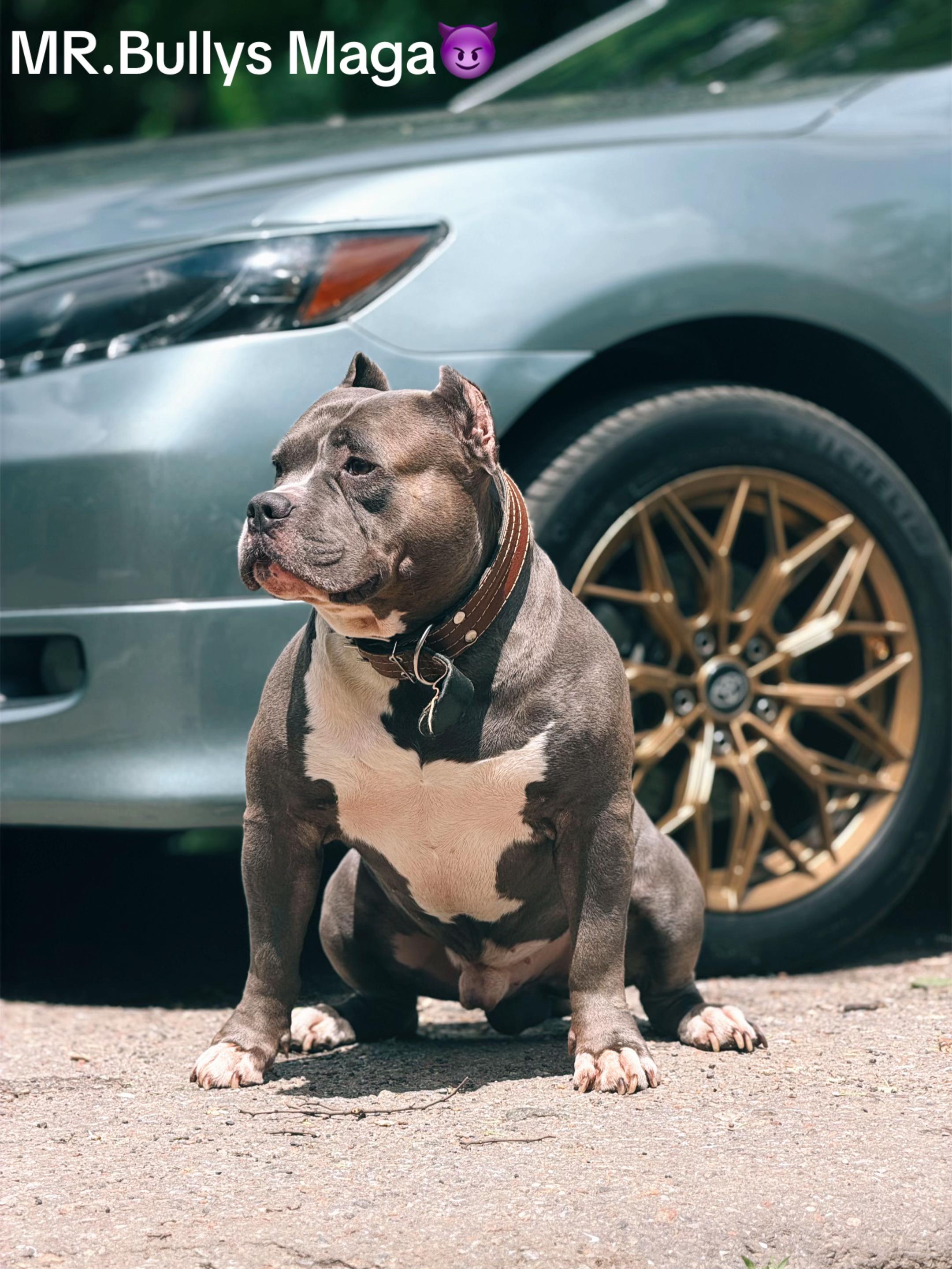 @Odessa Bully kennel