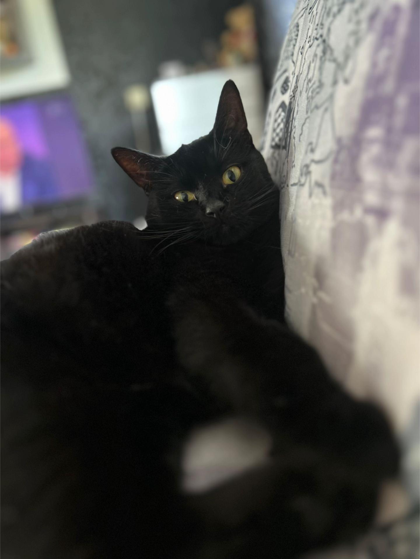 @Оля & Co🐈⬛🐈