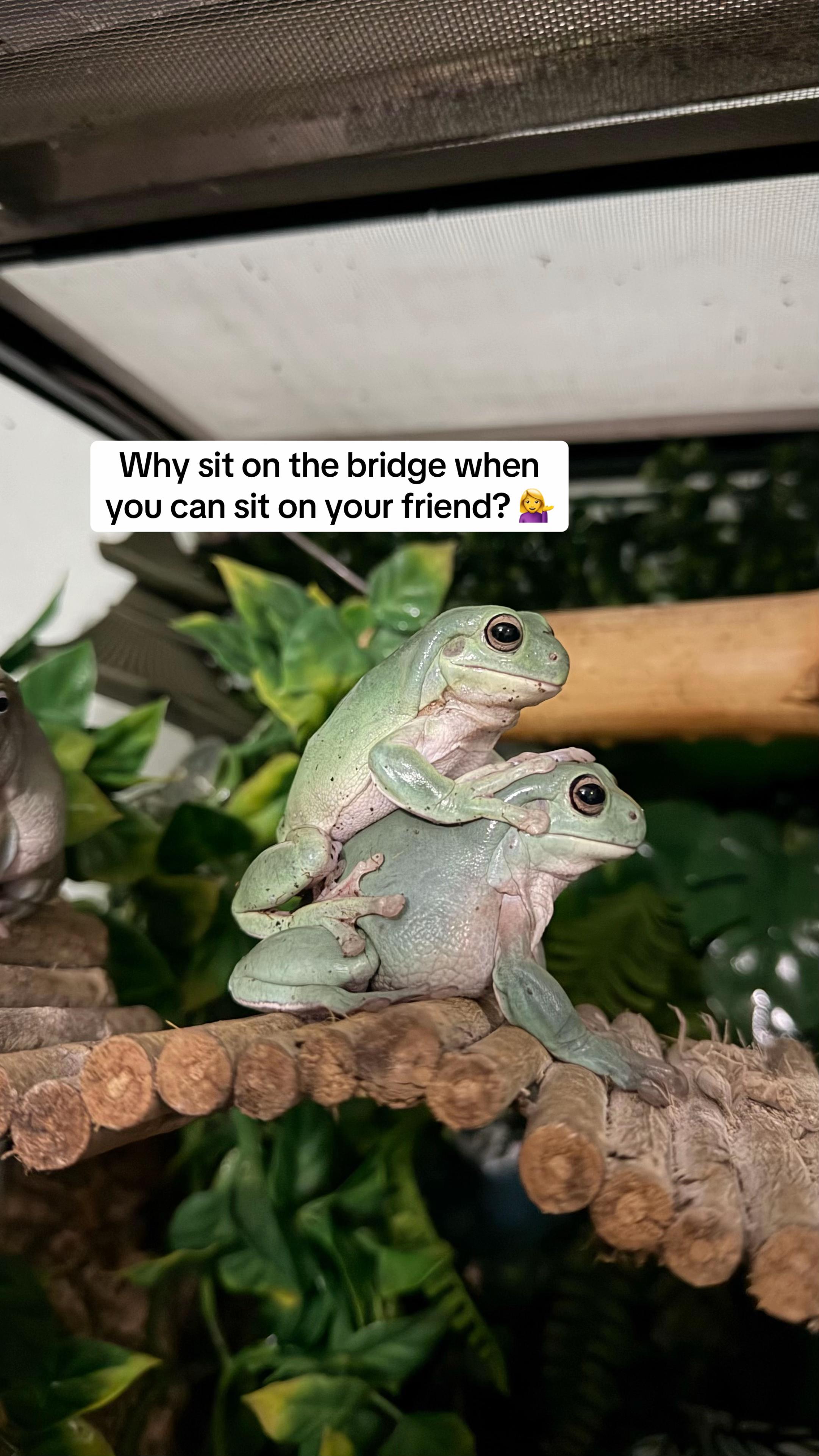 @frogsandoddities
