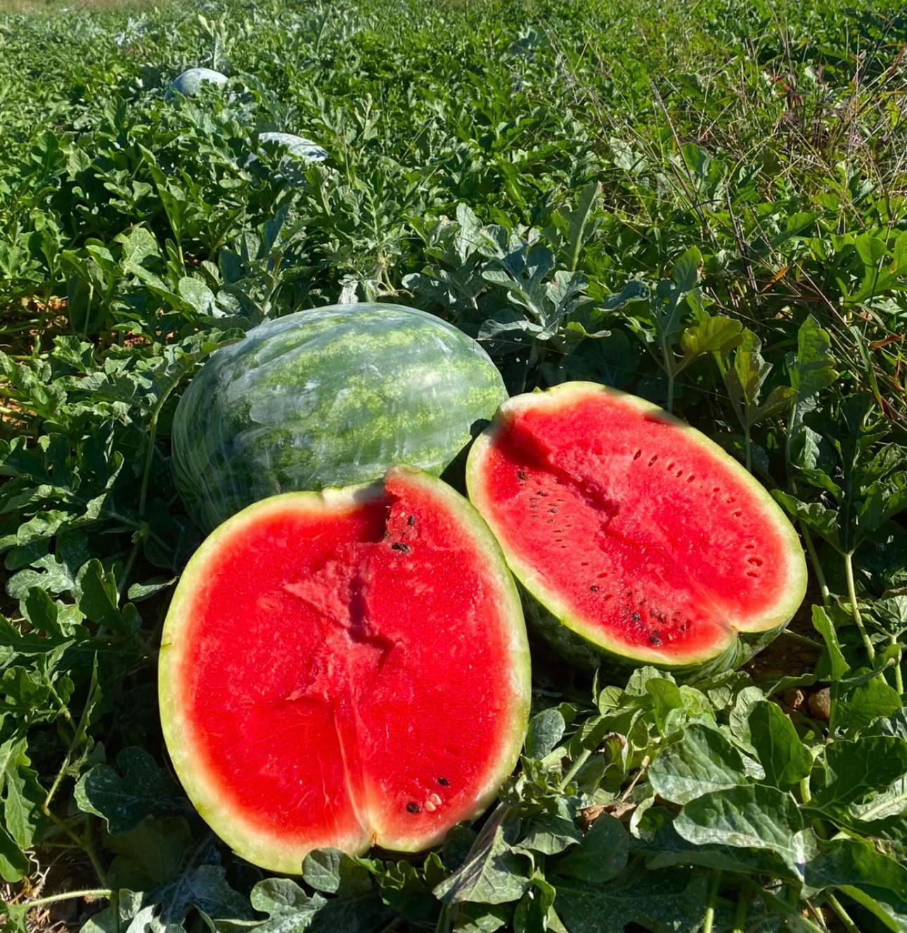 @Rainha da melancia 🍉