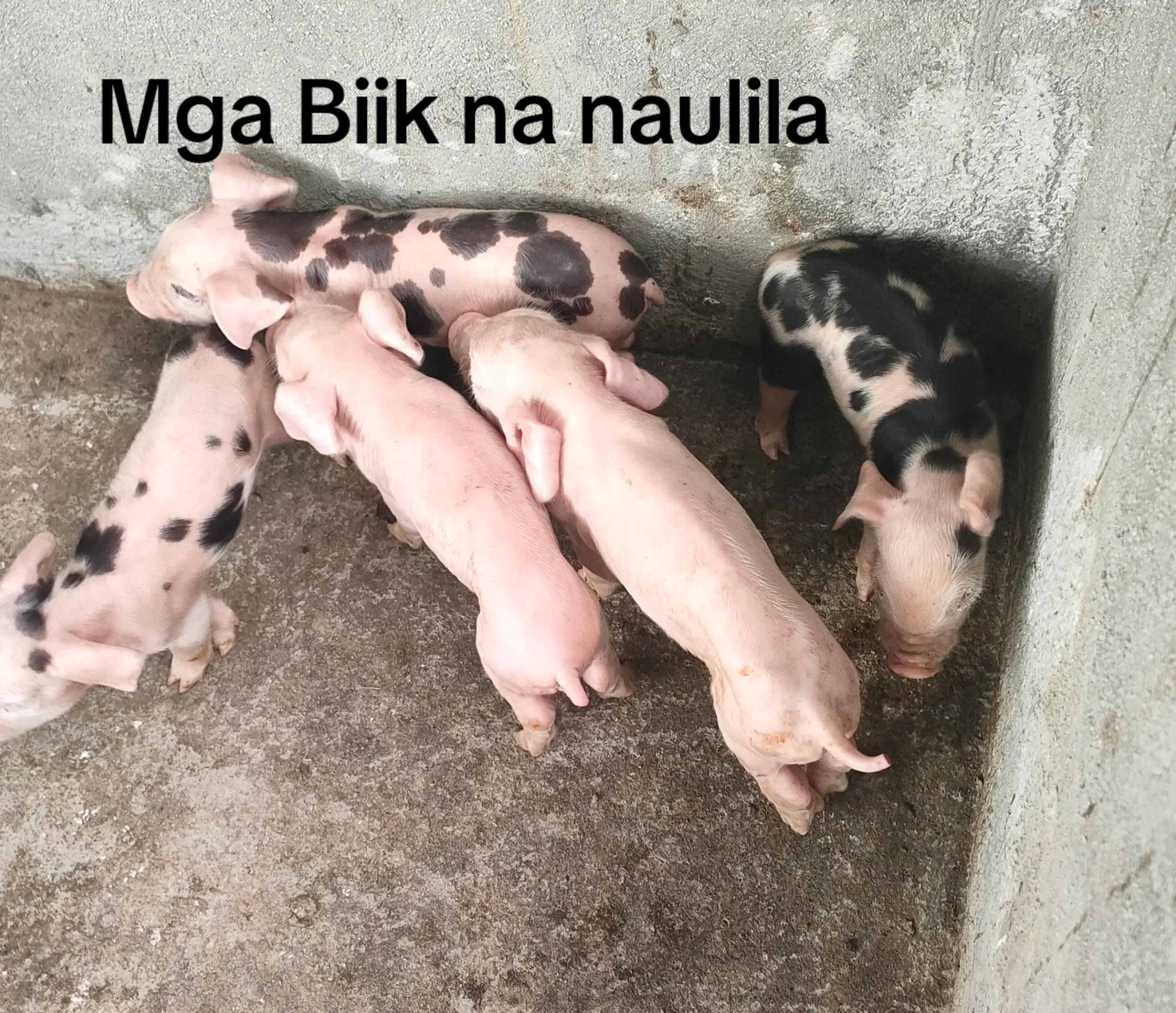 @inday jackie