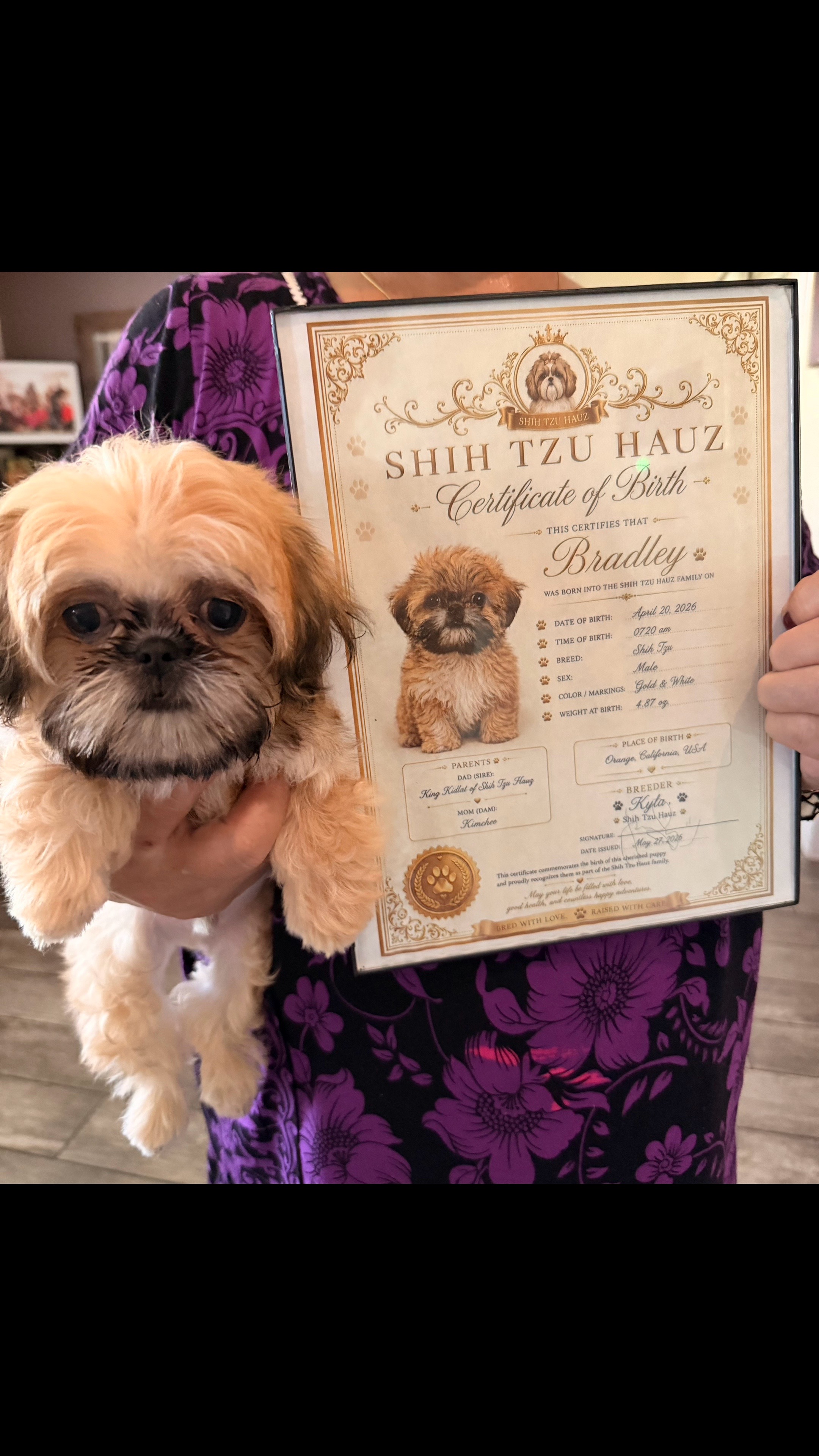 @shihtzuhauz