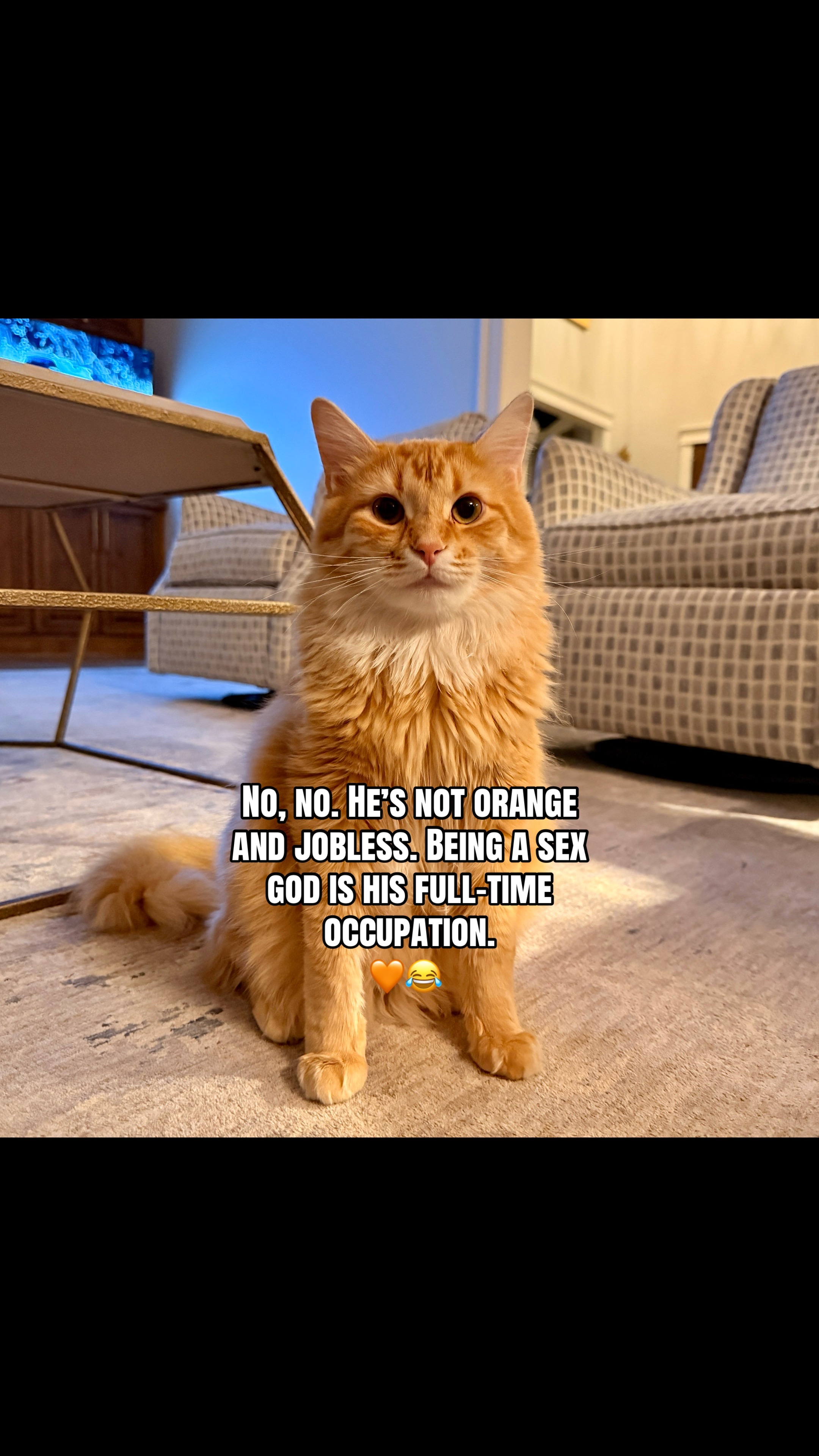 @Winnie: Maine Coon Kitty