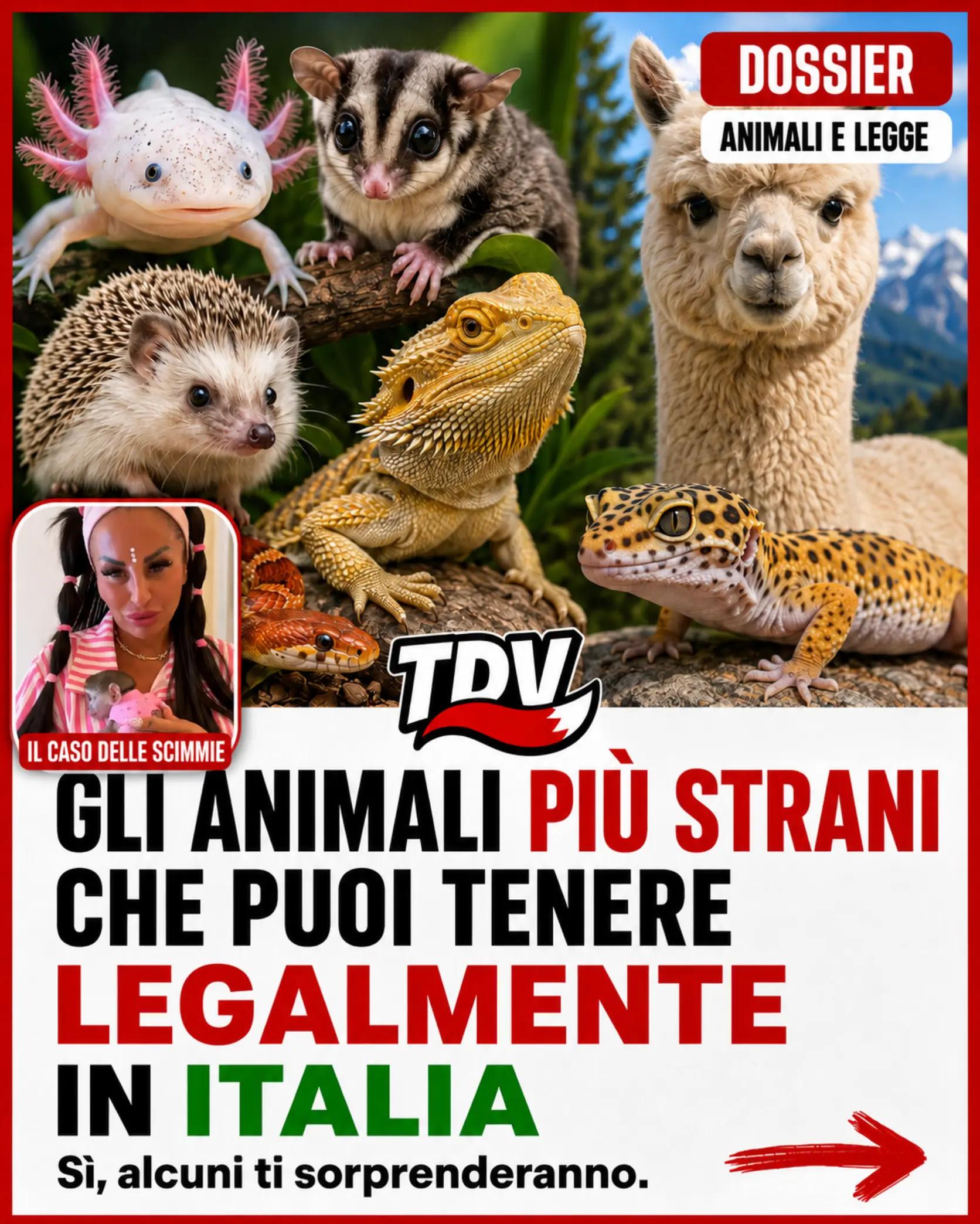 @RealVolpe 🦊