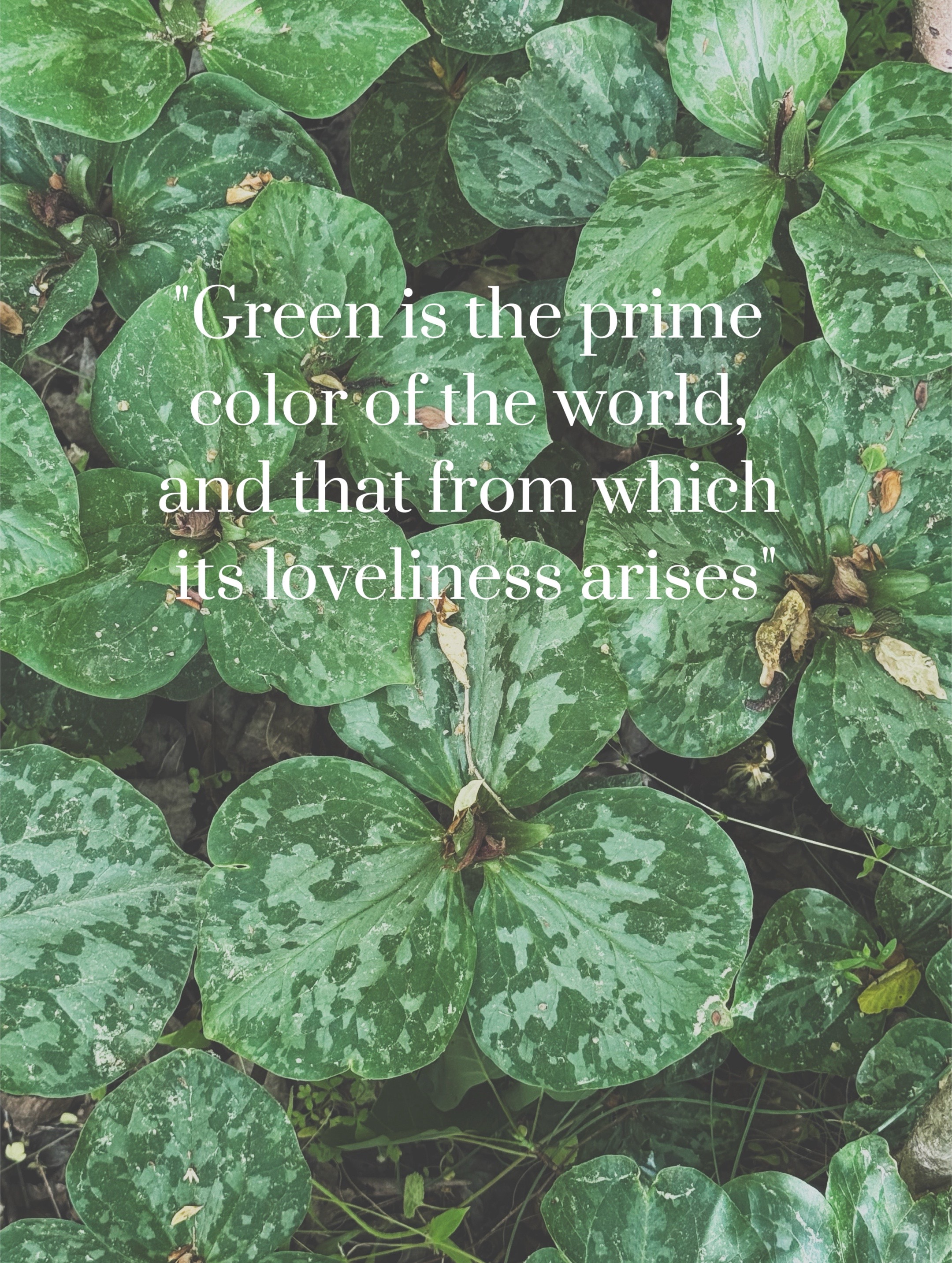 @Hayley 🌿🦇🌻