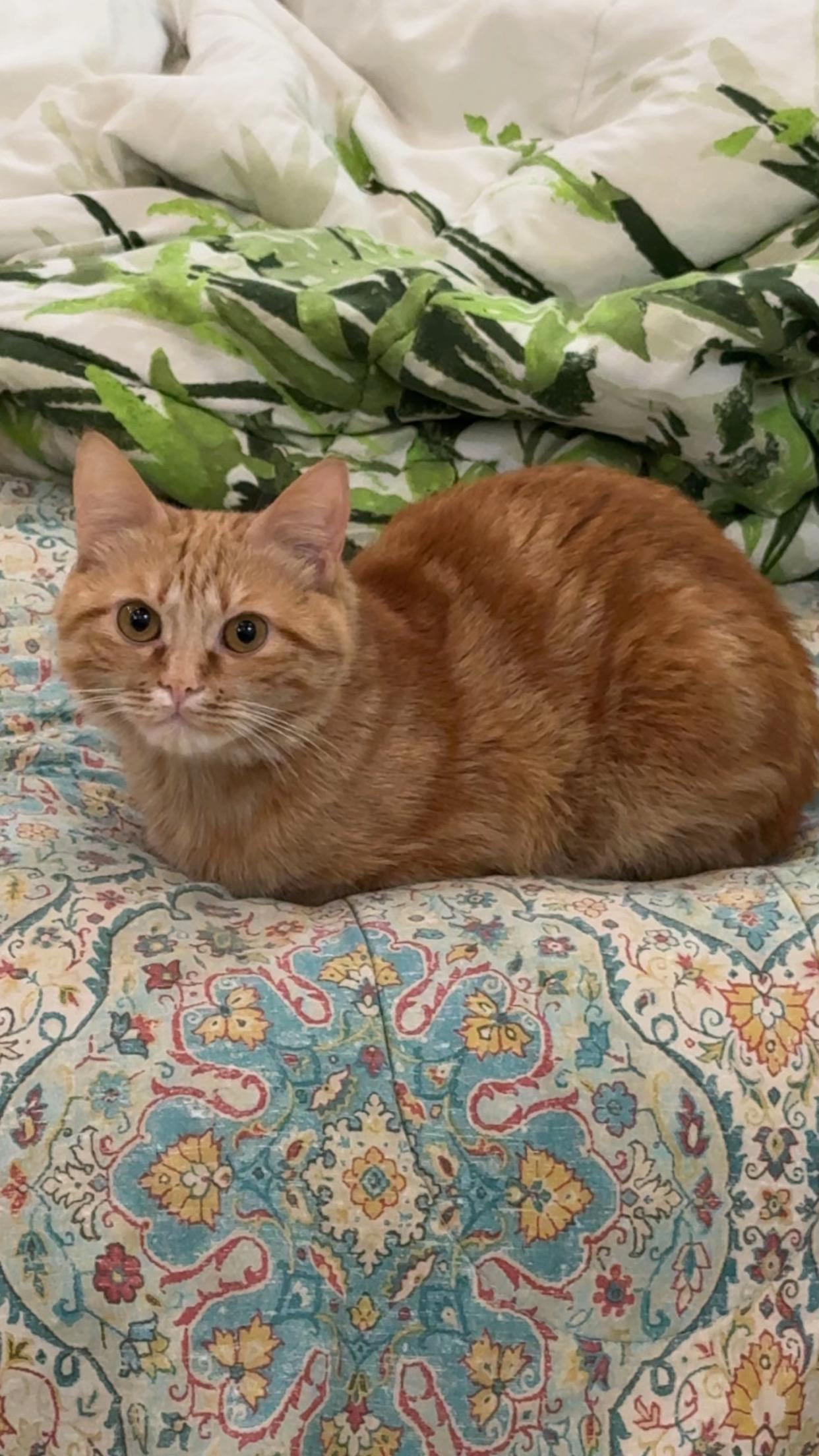 @3aslTheCat