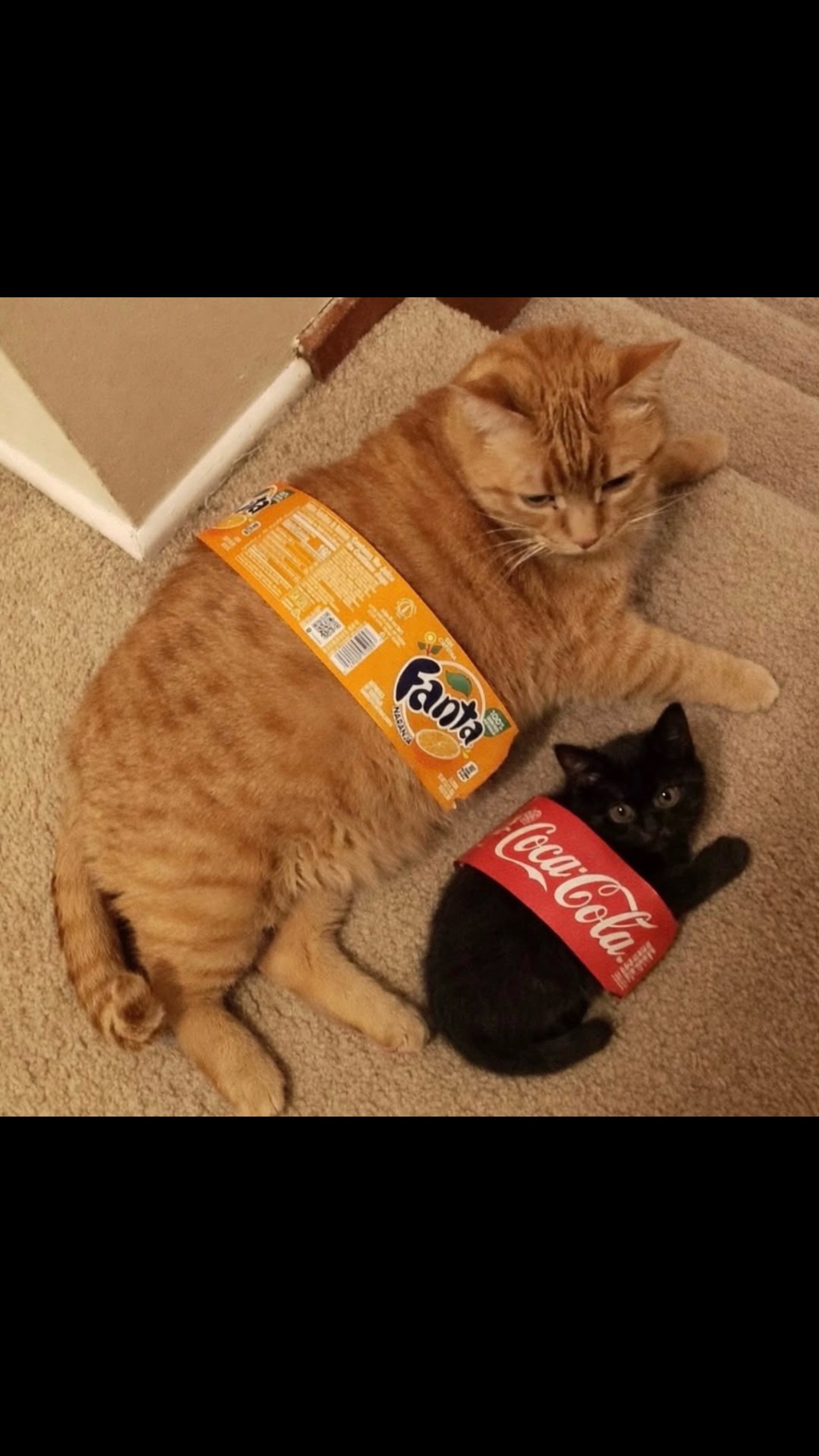 @Purrrrfect Moments