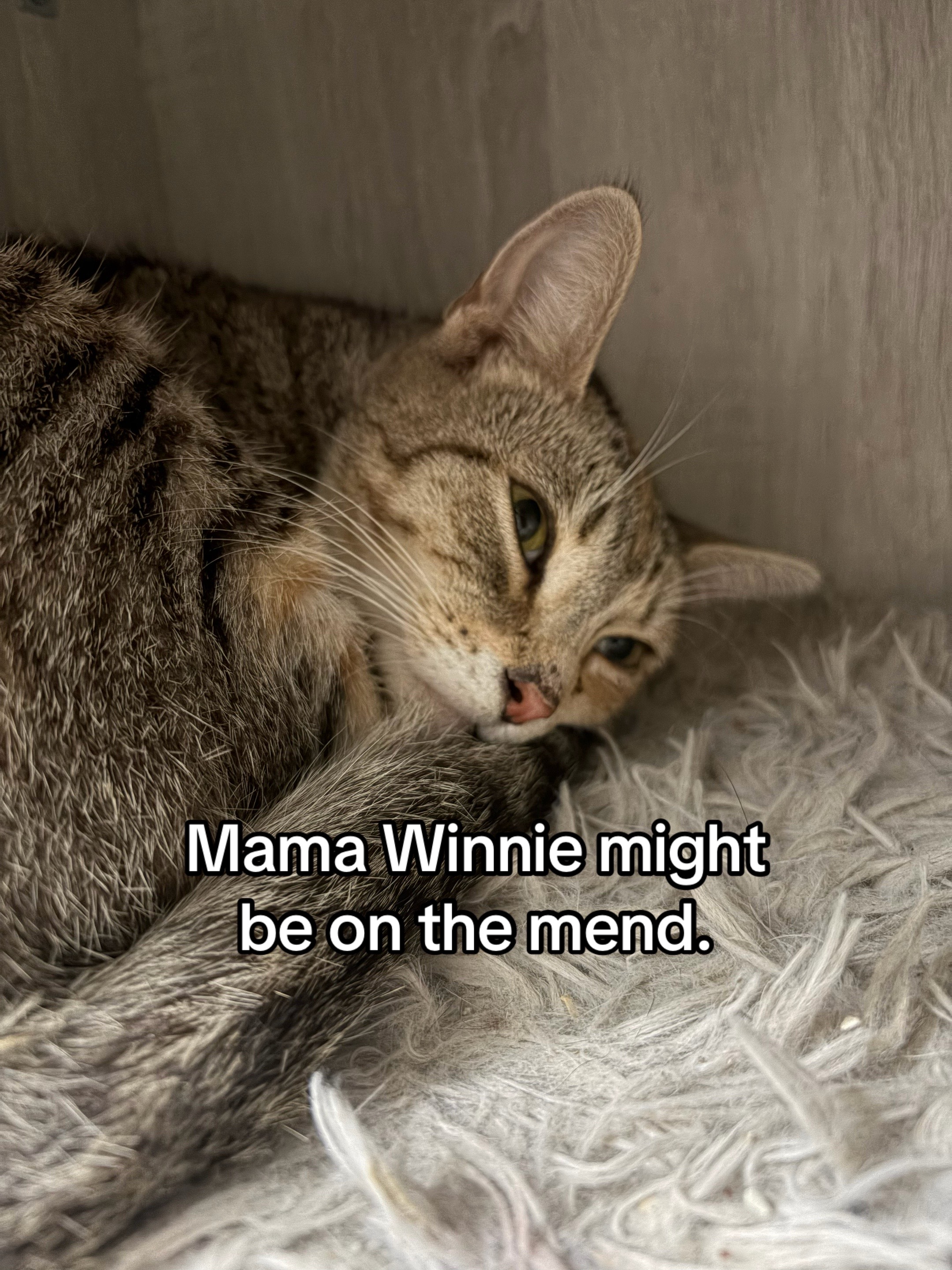 @Kovu&rsquo;s Kitties