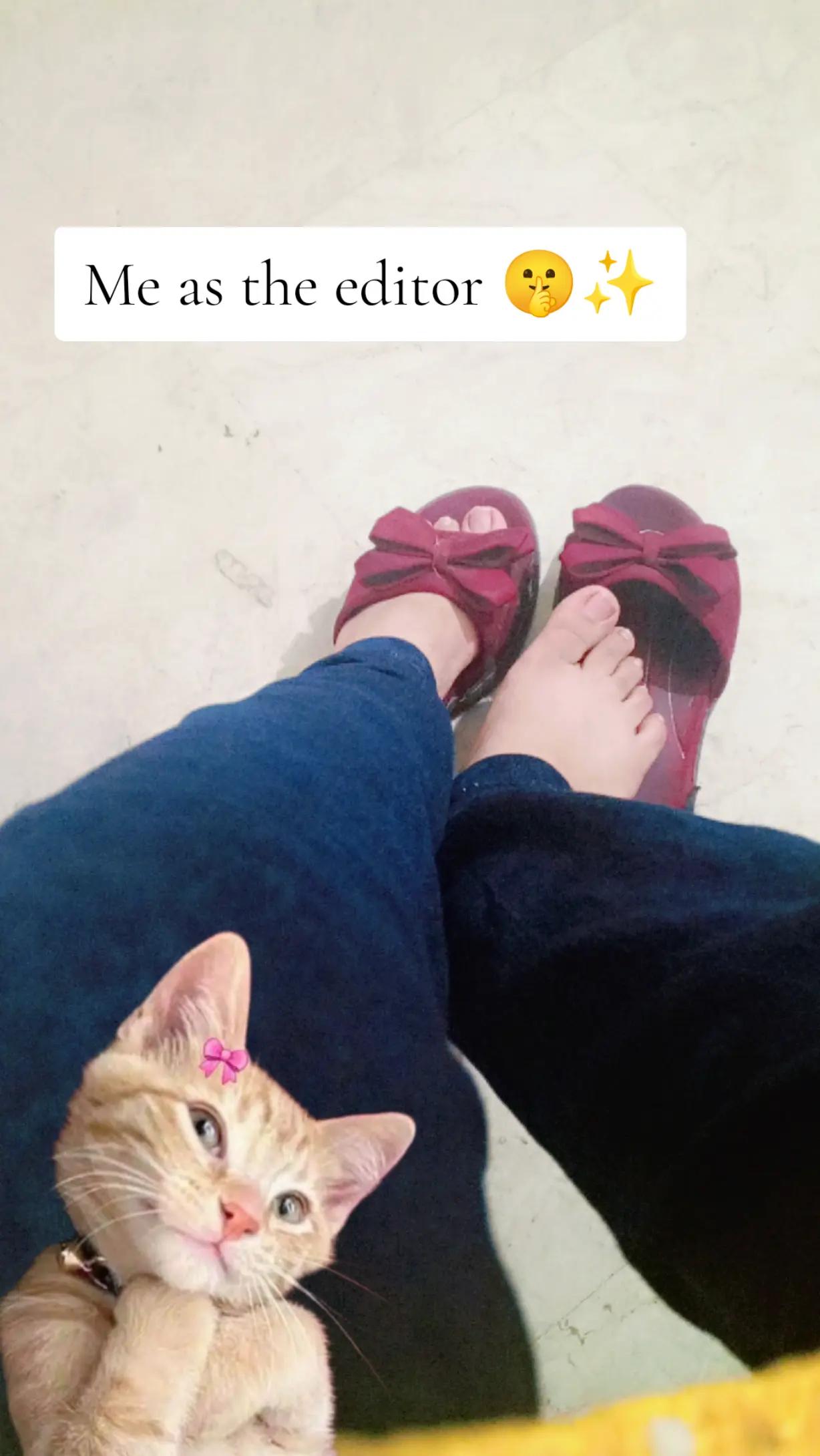 @hareemshaikh258
