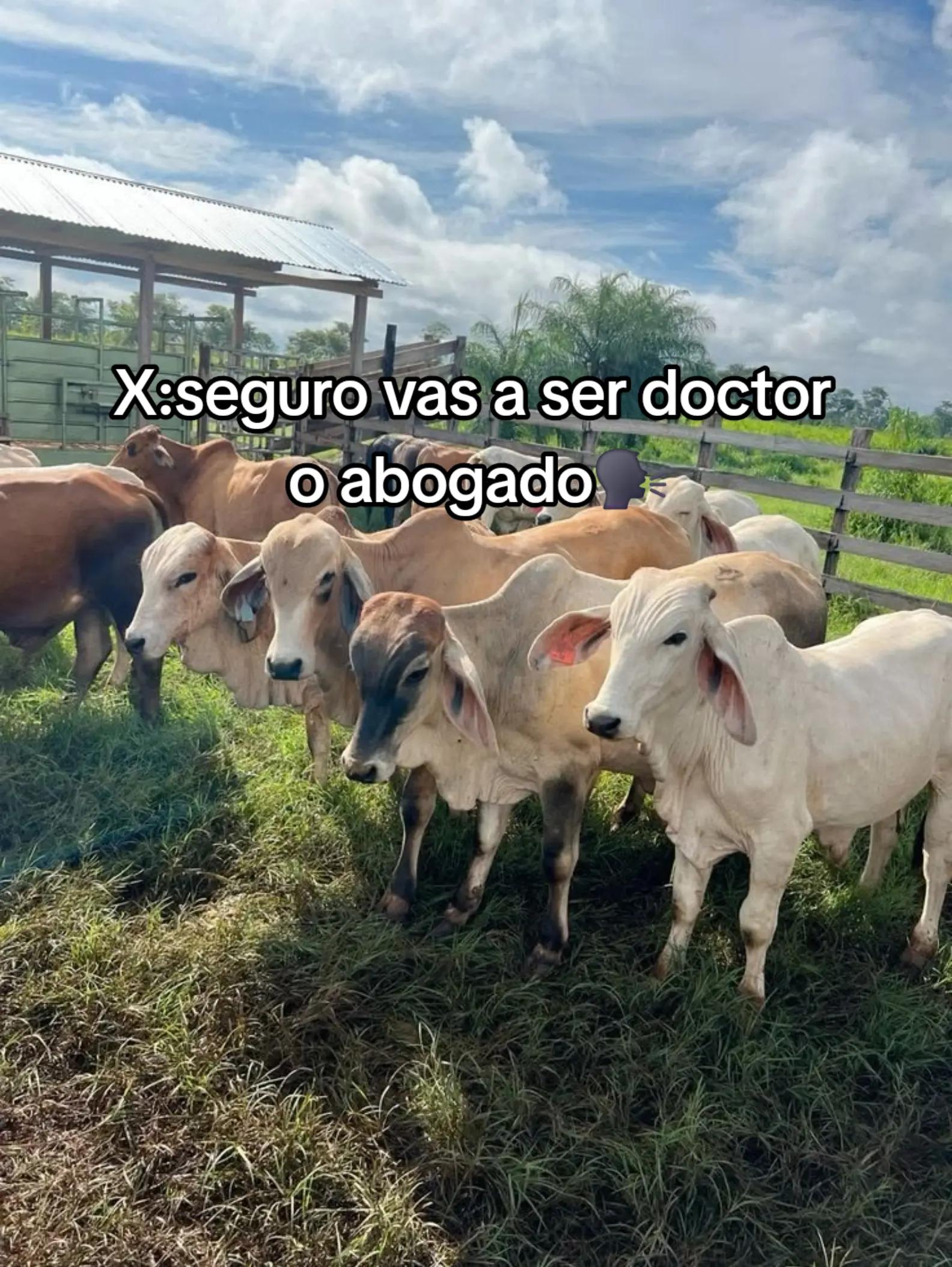 @Junior Hilux🥷