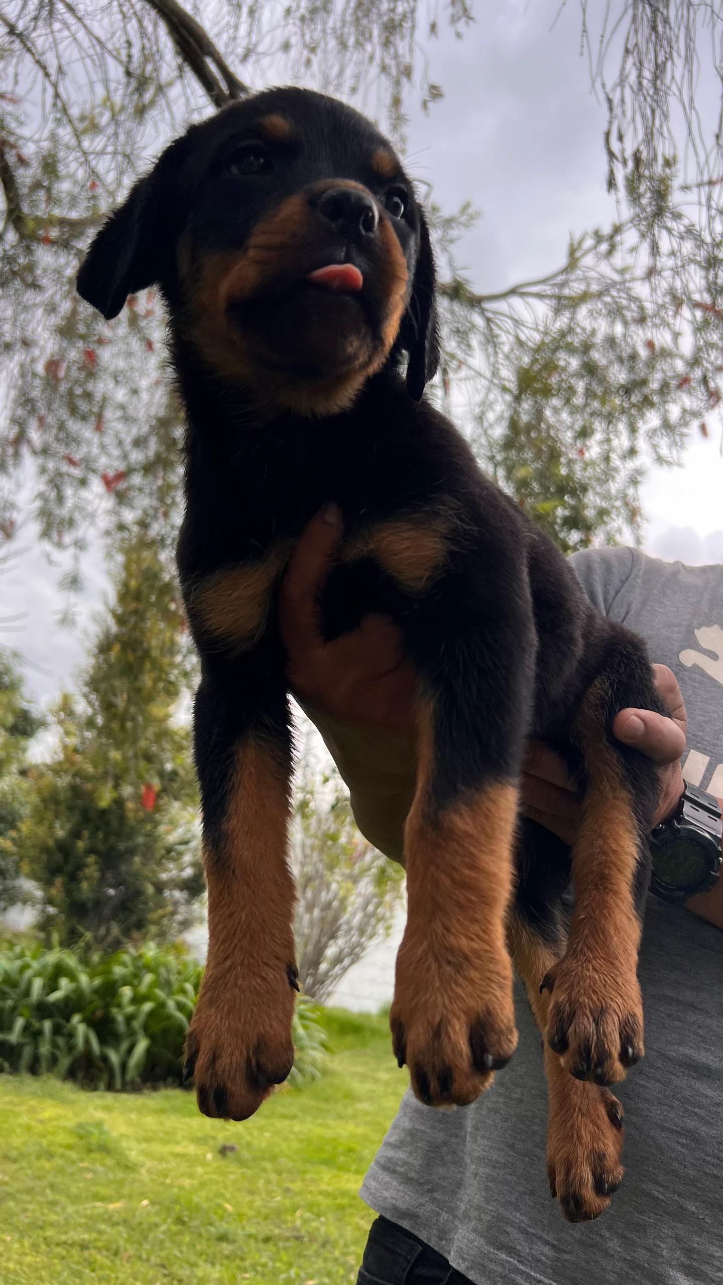 @I love DOGS