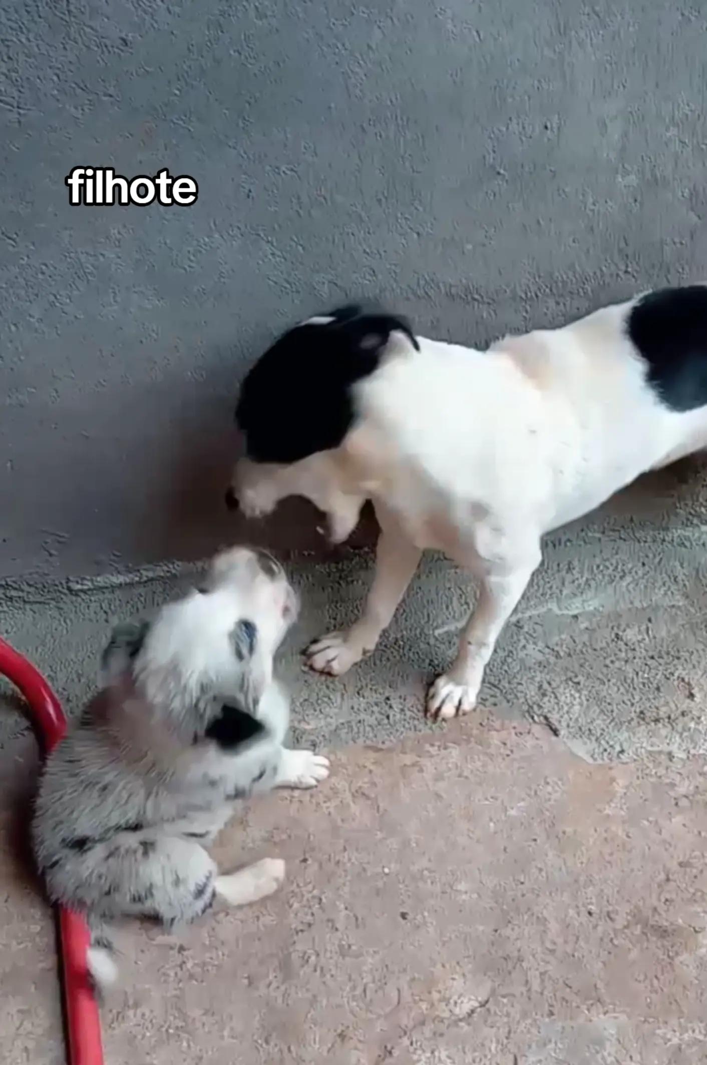@•°★The_dogs!★°•