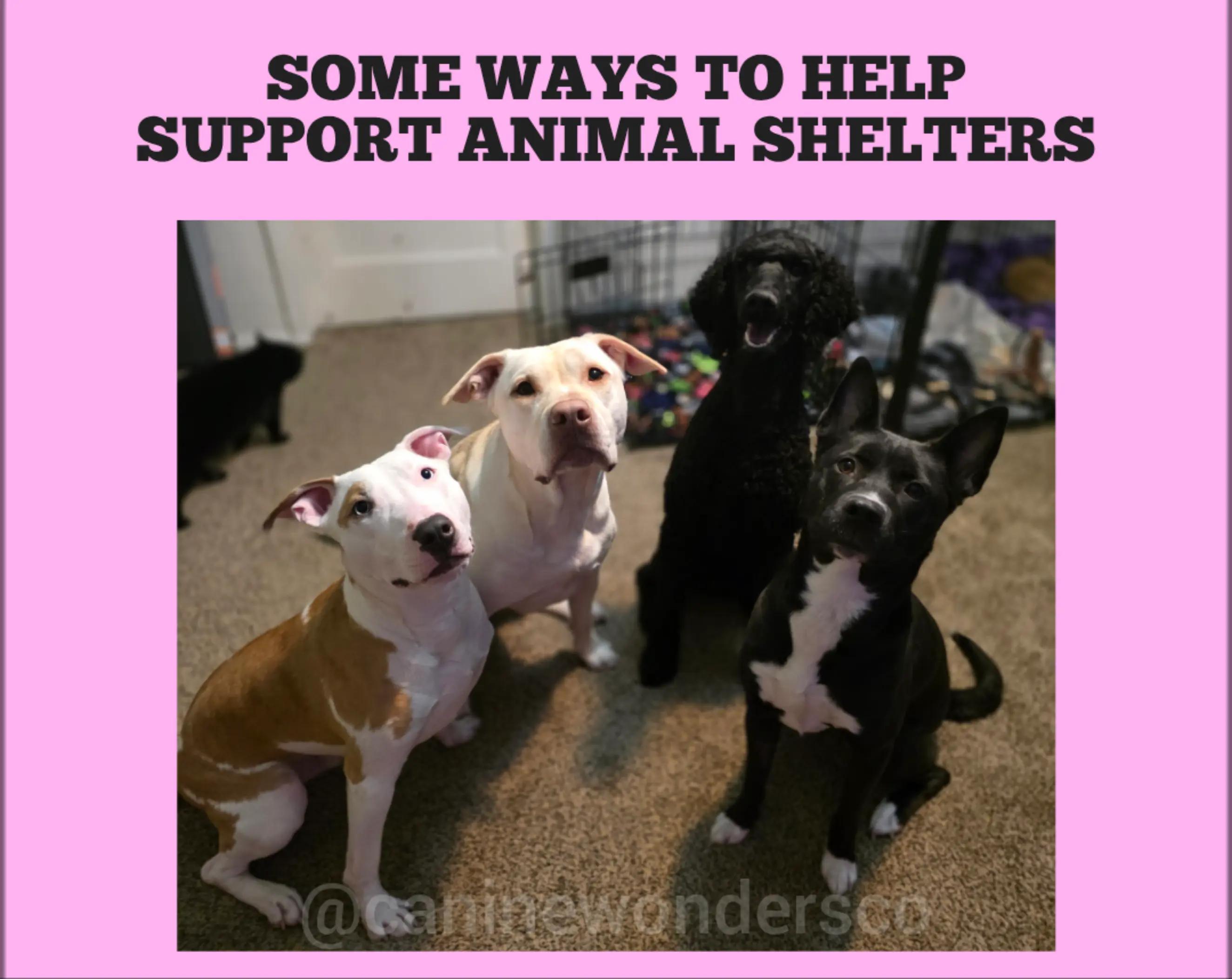 @Canine Wonders Training