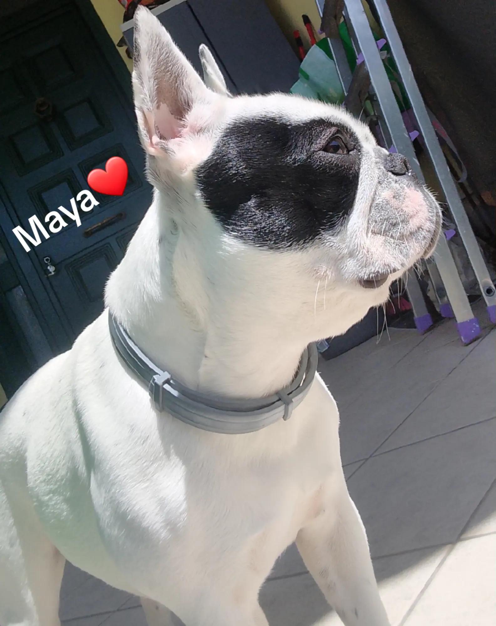 @Nelly🩷Maya🐶