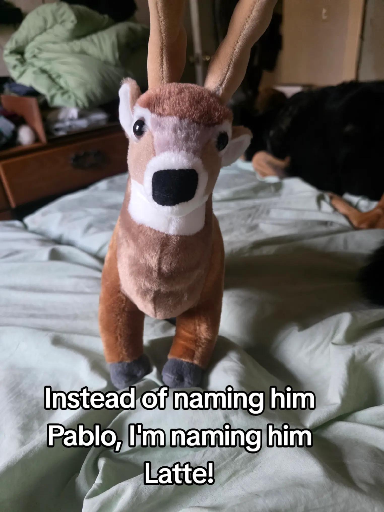@Maple_the_Deer