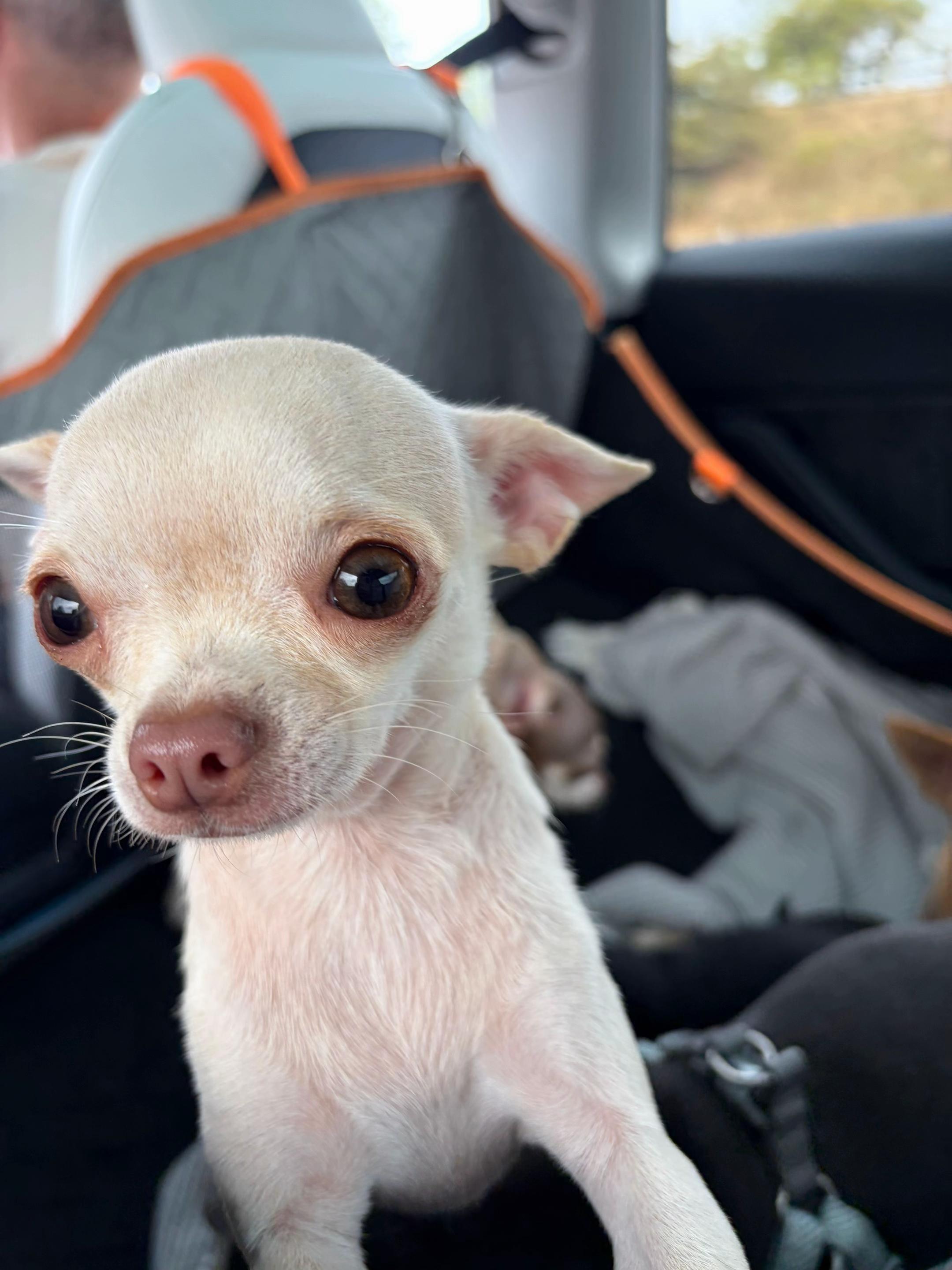 @Suffolk Chihuahuas