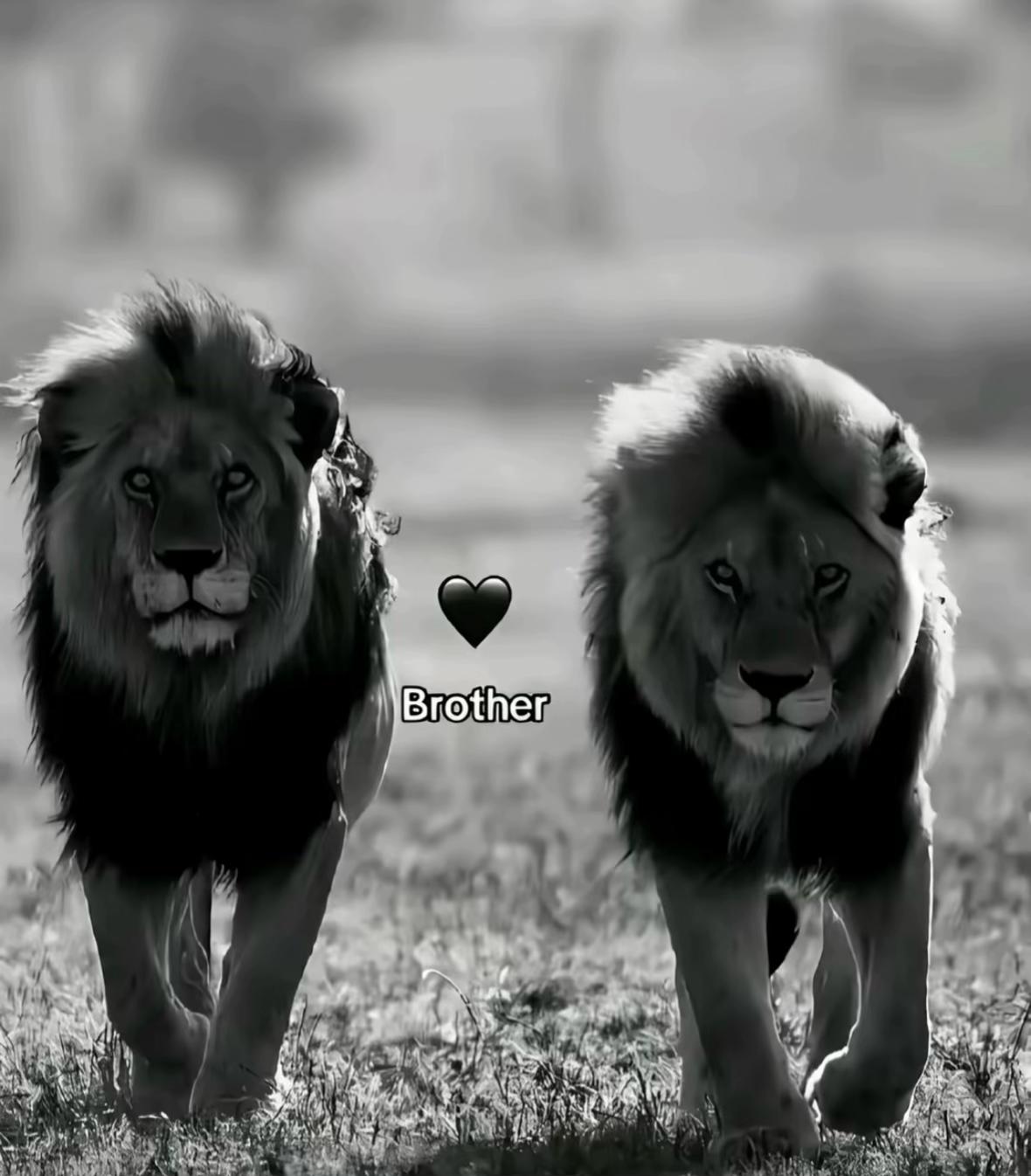 @Lwahch_sw🦍🇨🇵