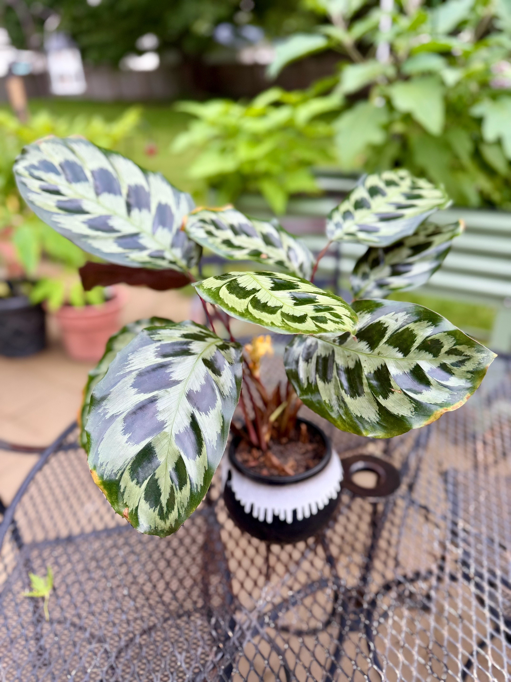 @Pothosiblyaboutplants