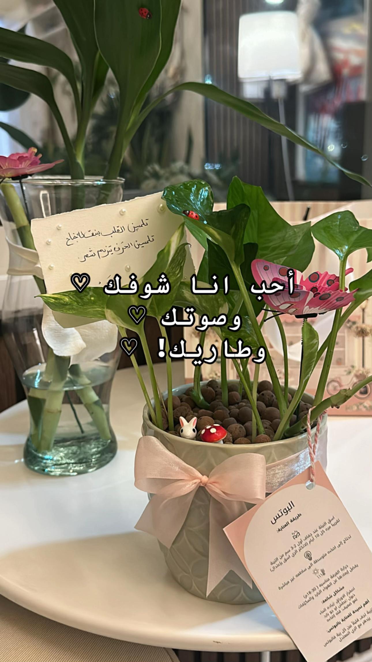 @لوسيـدا-الباحة🪴