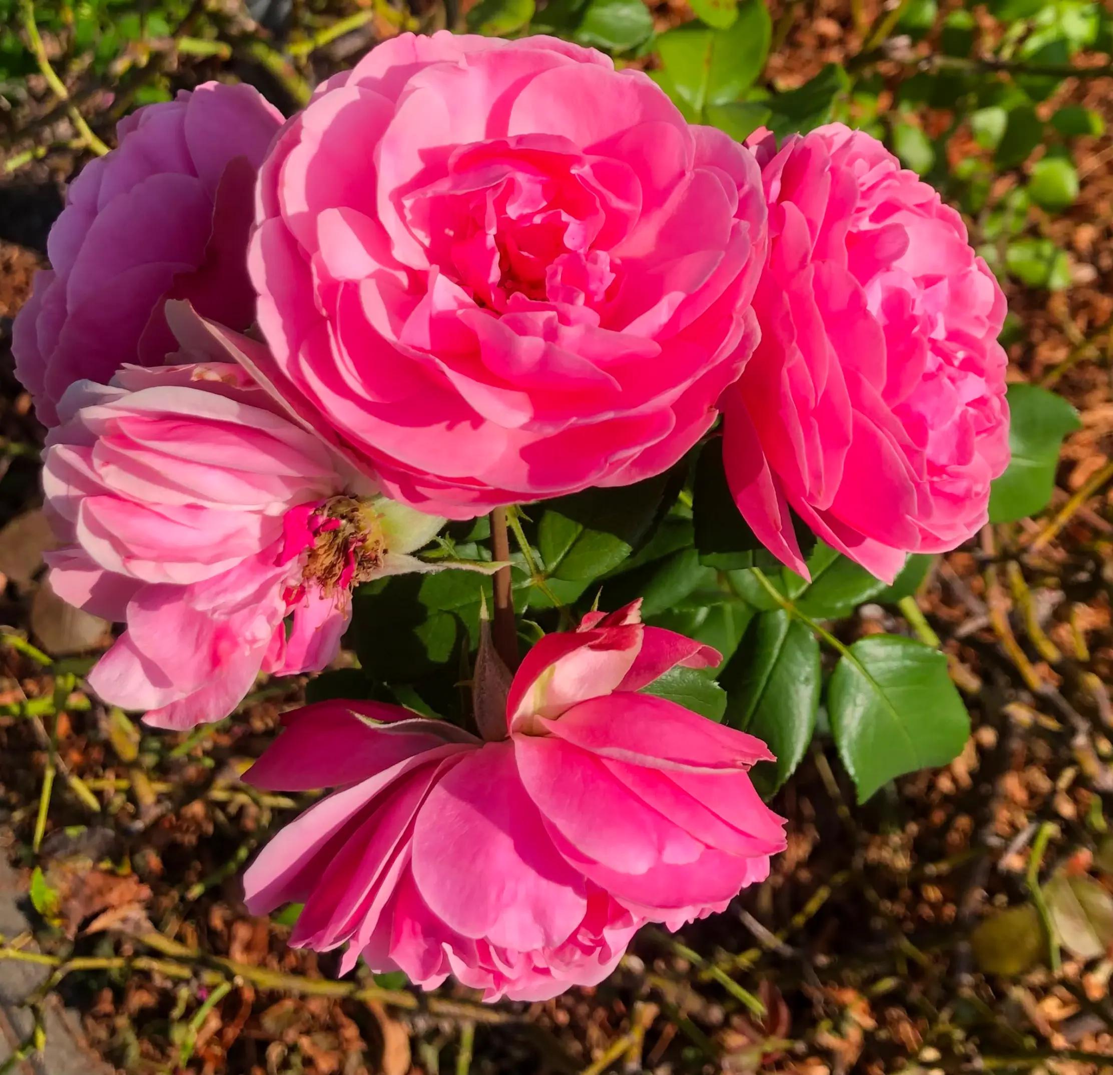 @🎀Emy🎀Rose